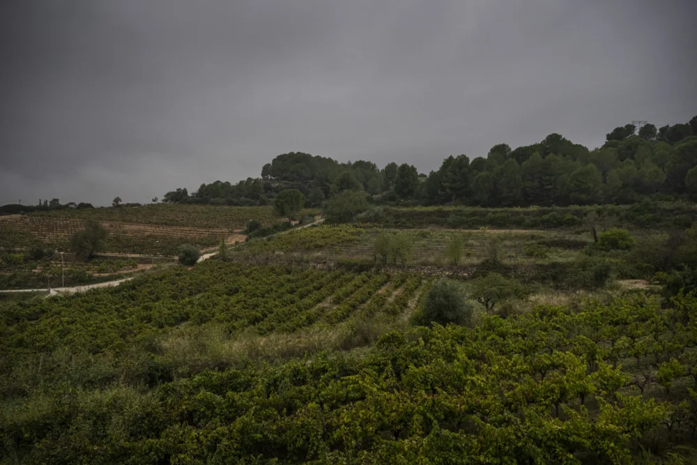 Viñedos de Fèlix Massana Ràfols bajo un cielo nublado