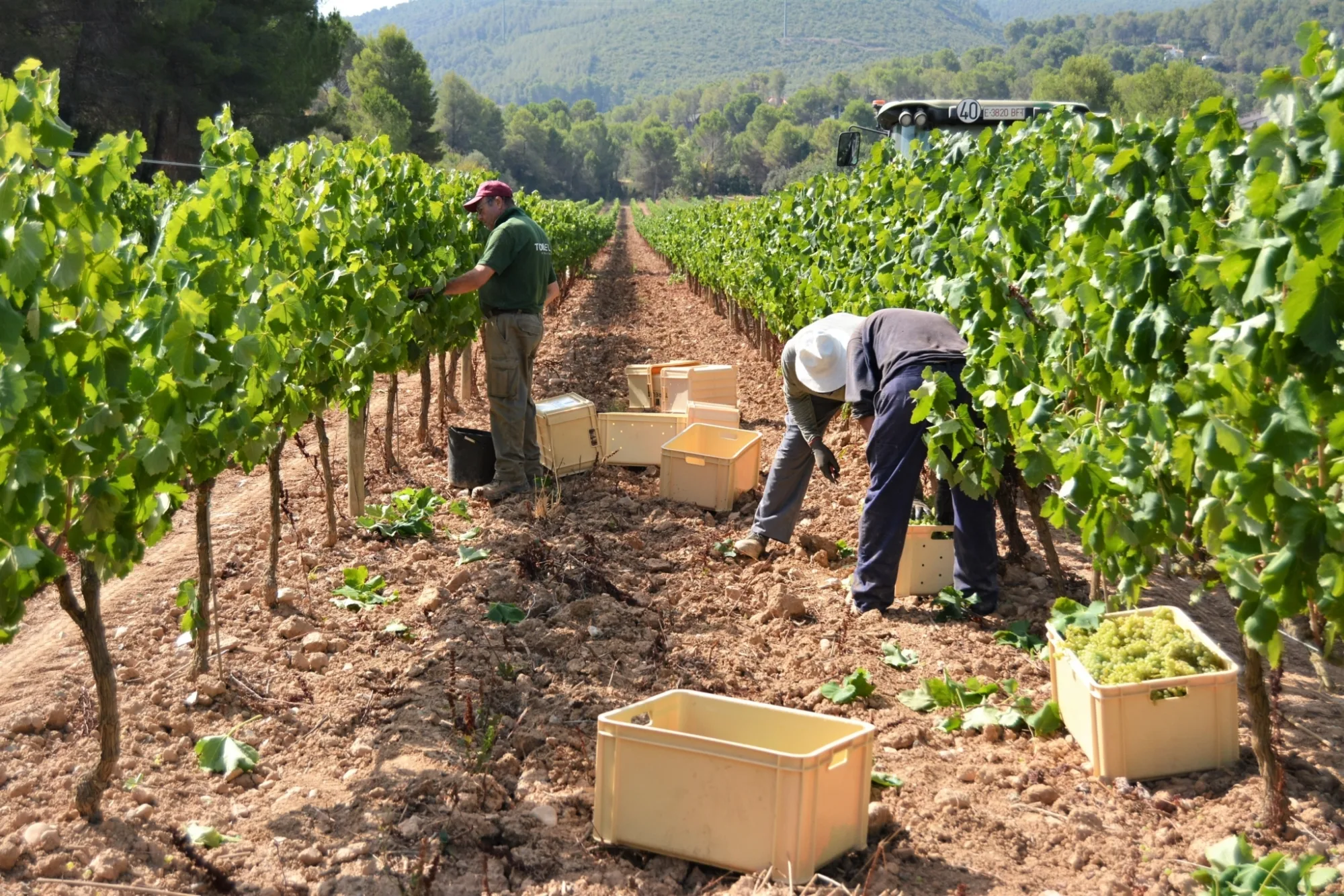 Vendimiadores en el viñedo al inicio de la vendimia Corpinnat 2021