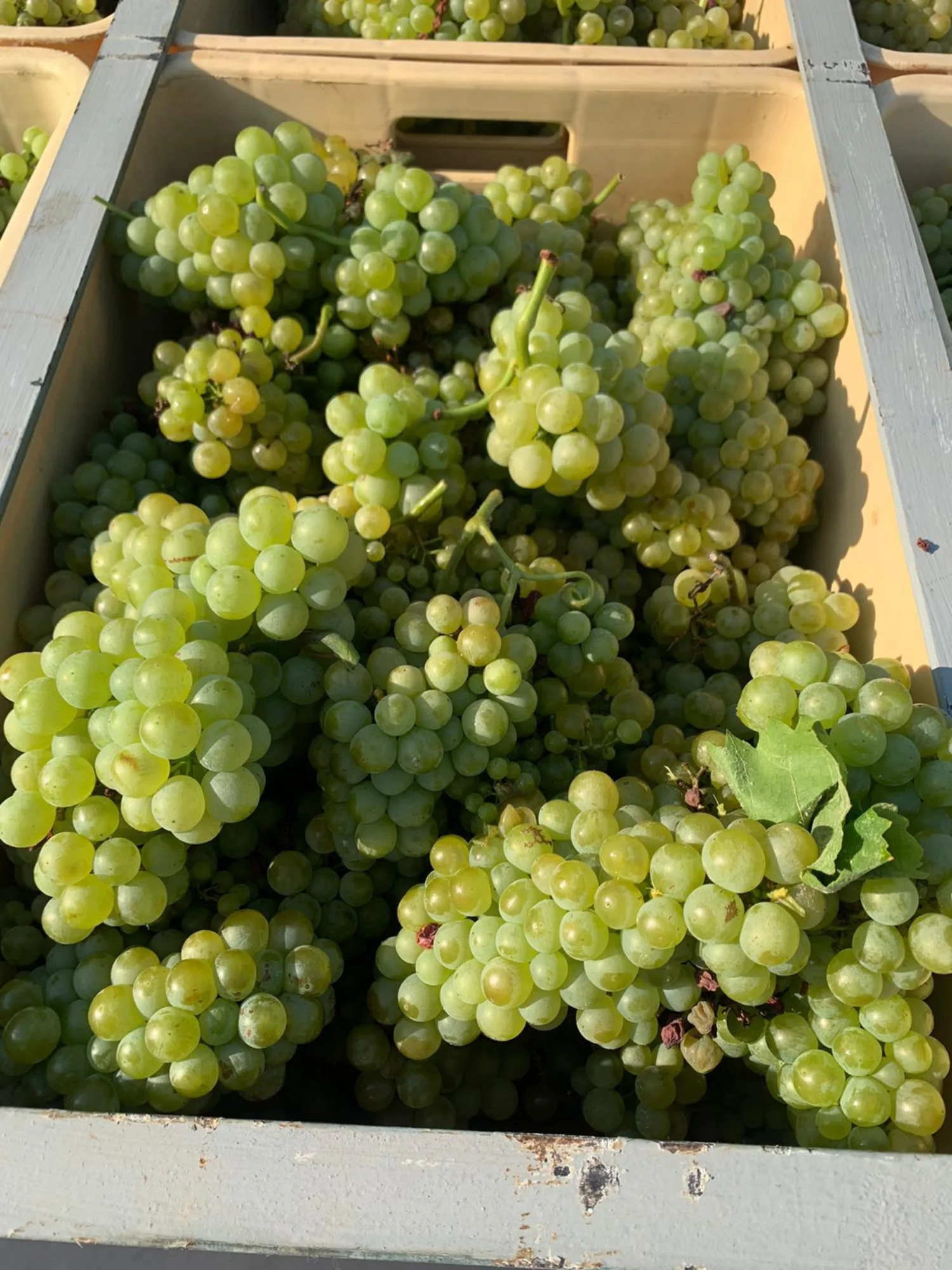 Crate full of freshly picked white grapes