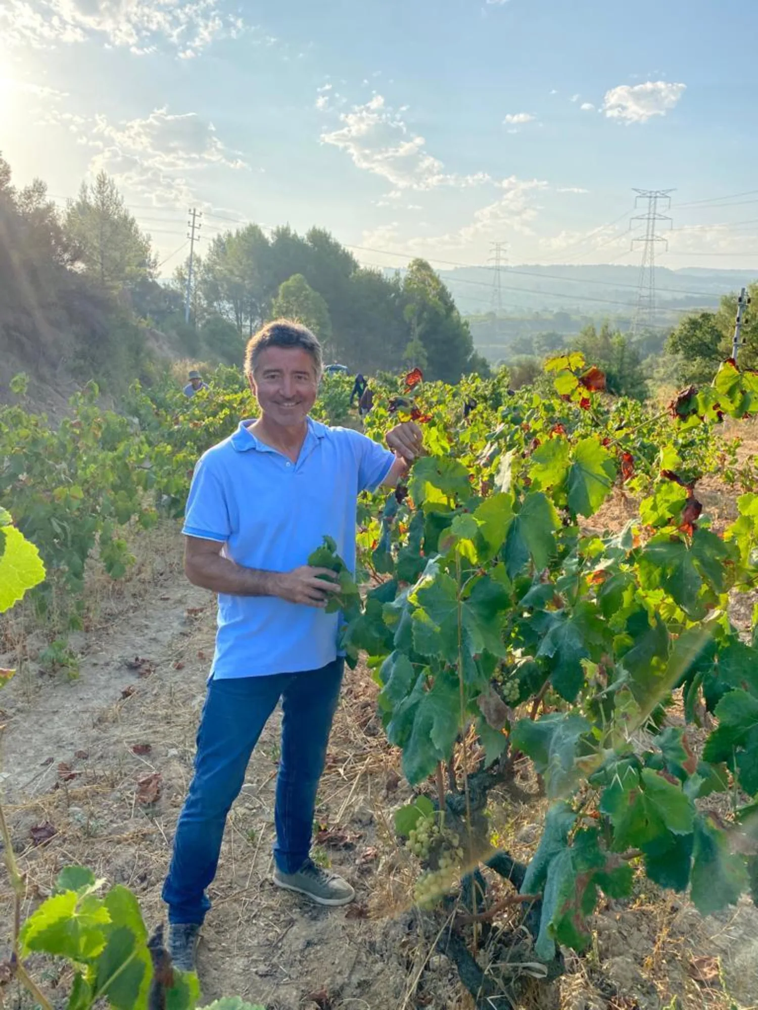 Winegrower among the vines during harvest