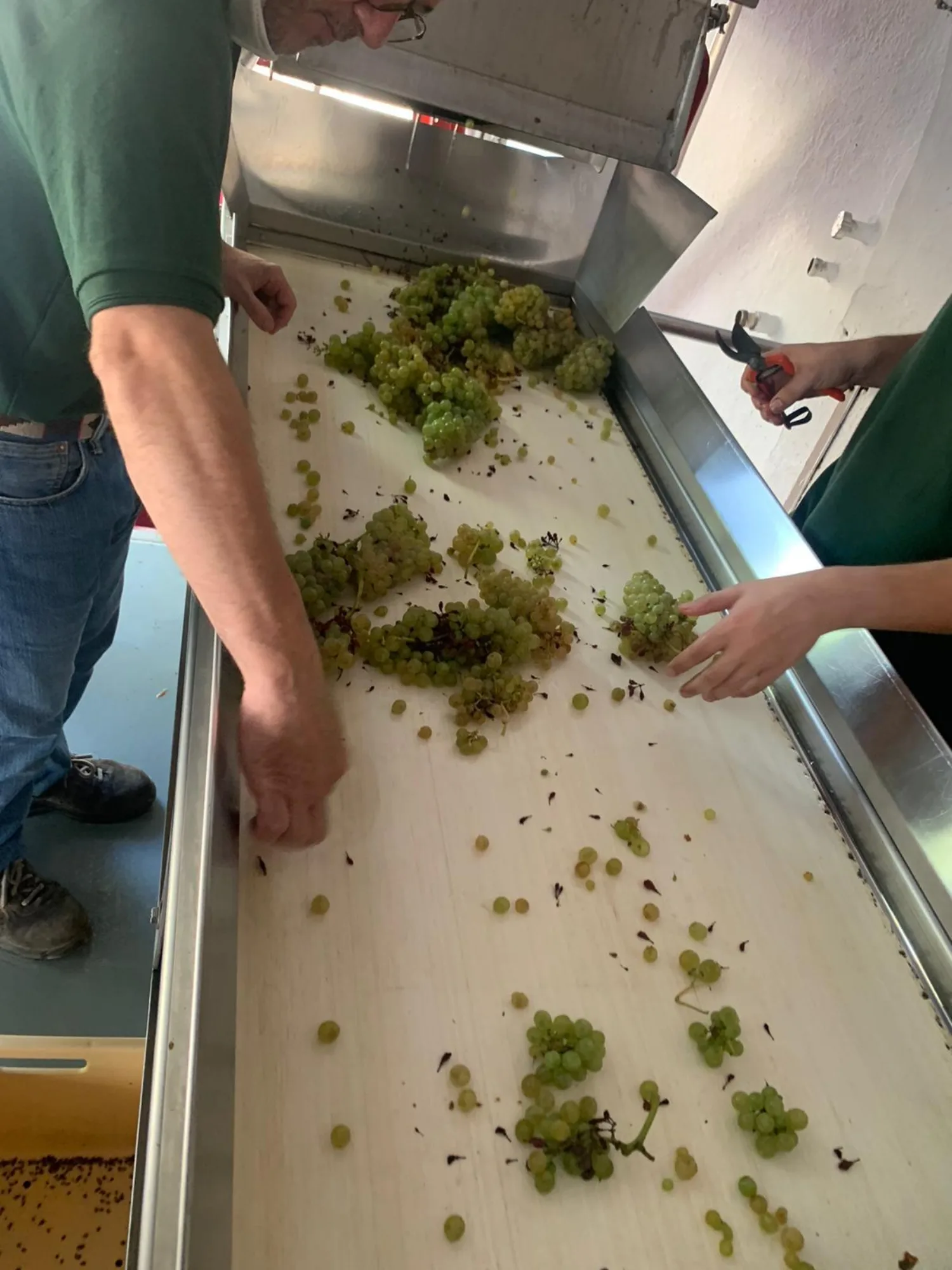 Hand sorting grapes on the sorting table