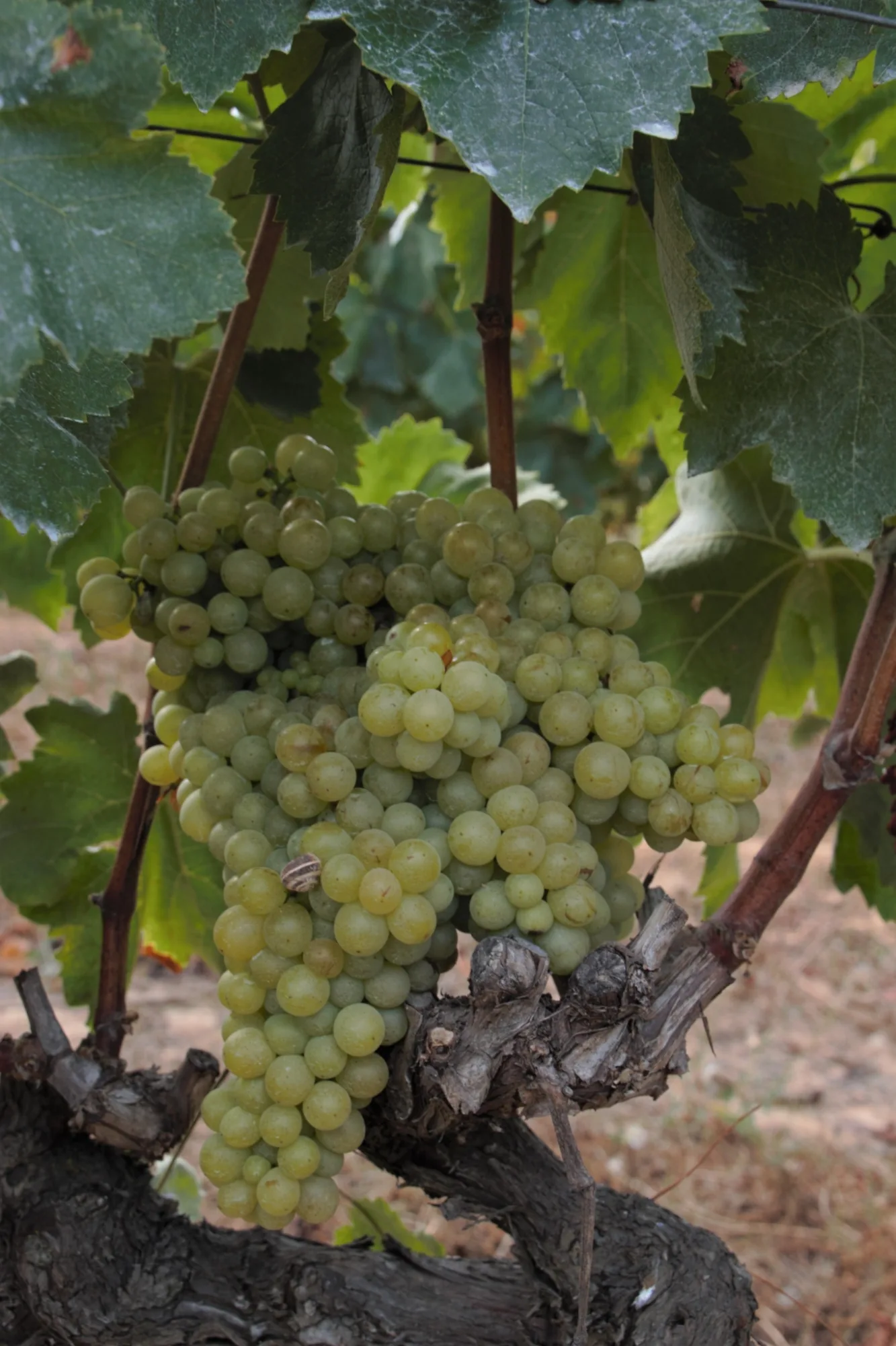 Ripe white grapes on the vine before harvest
