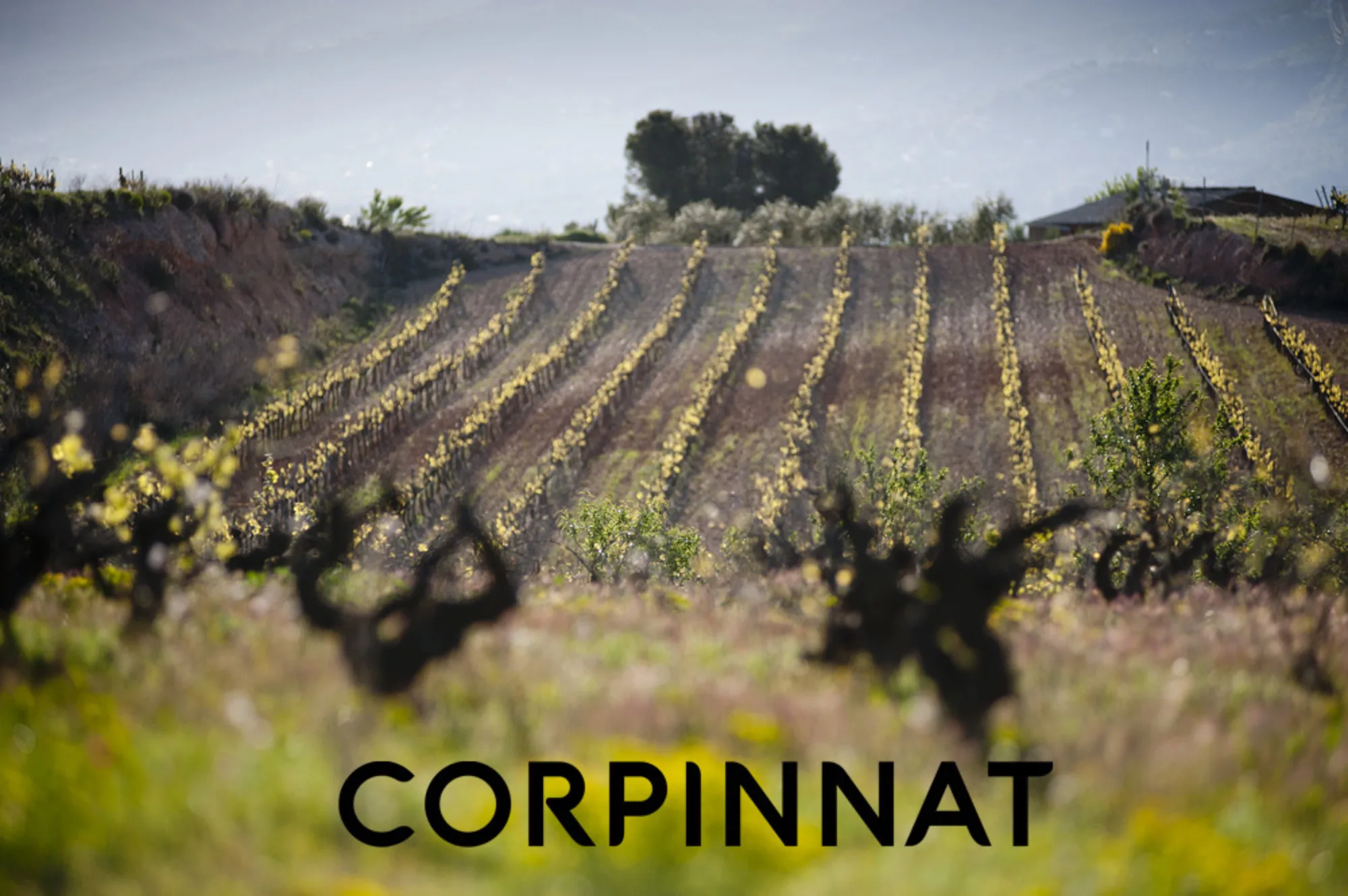 Penedès vineyards with the Corpinnat logo