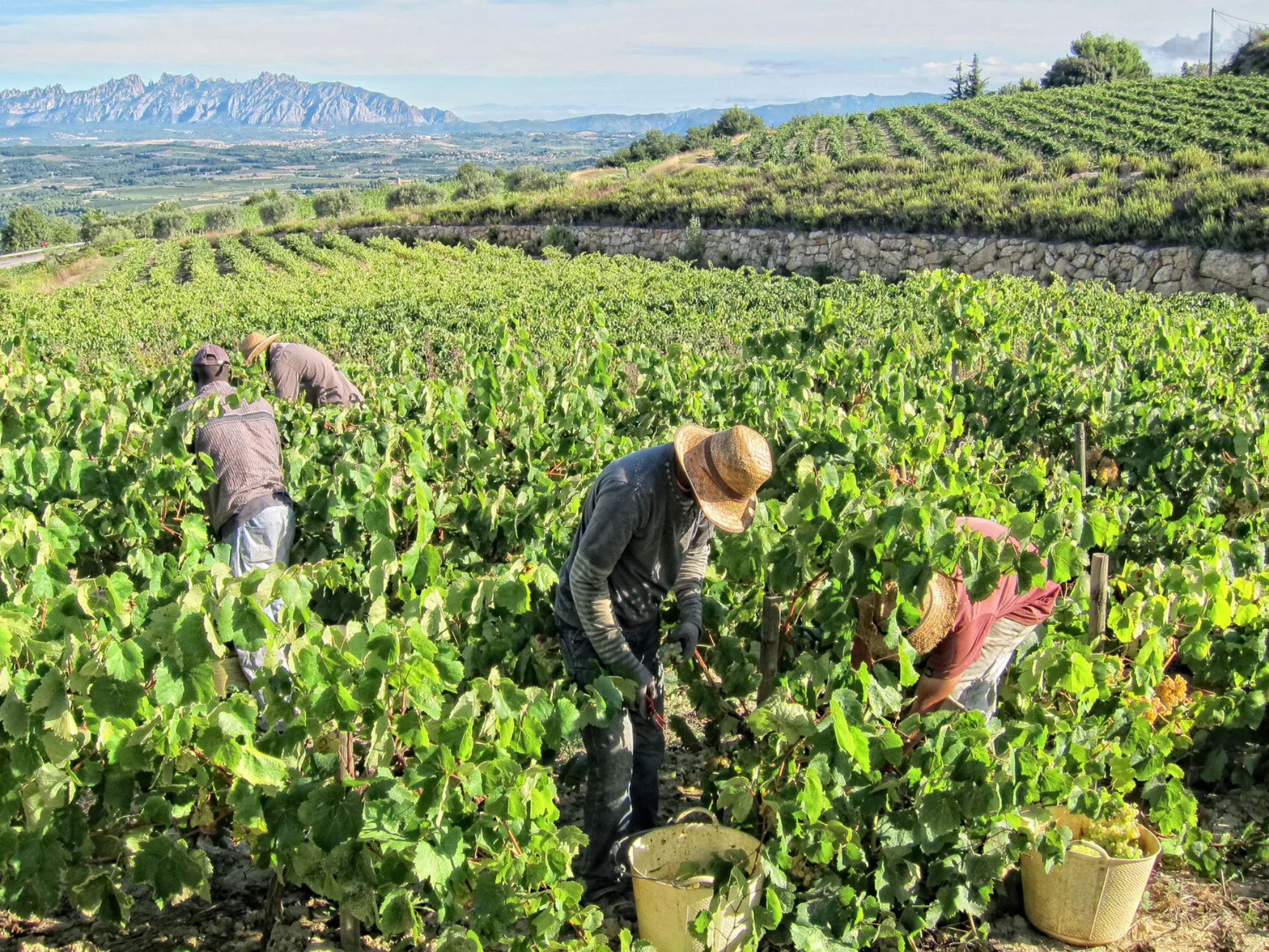 Harvesters picking grapes with Montserrat behind
