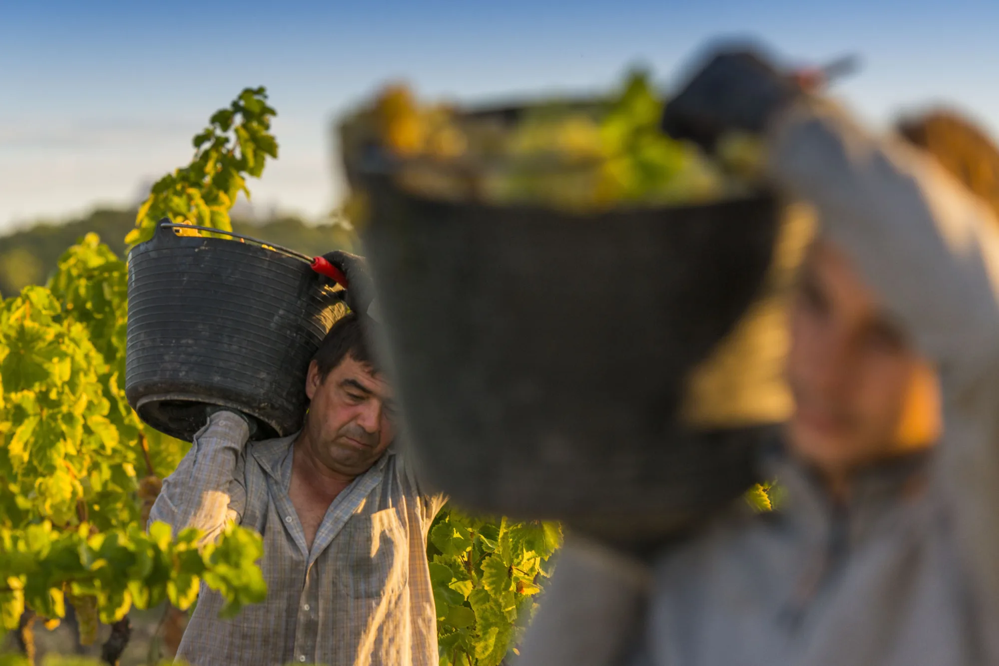 Vendimiadores cargando cubos de uva en el viñedo