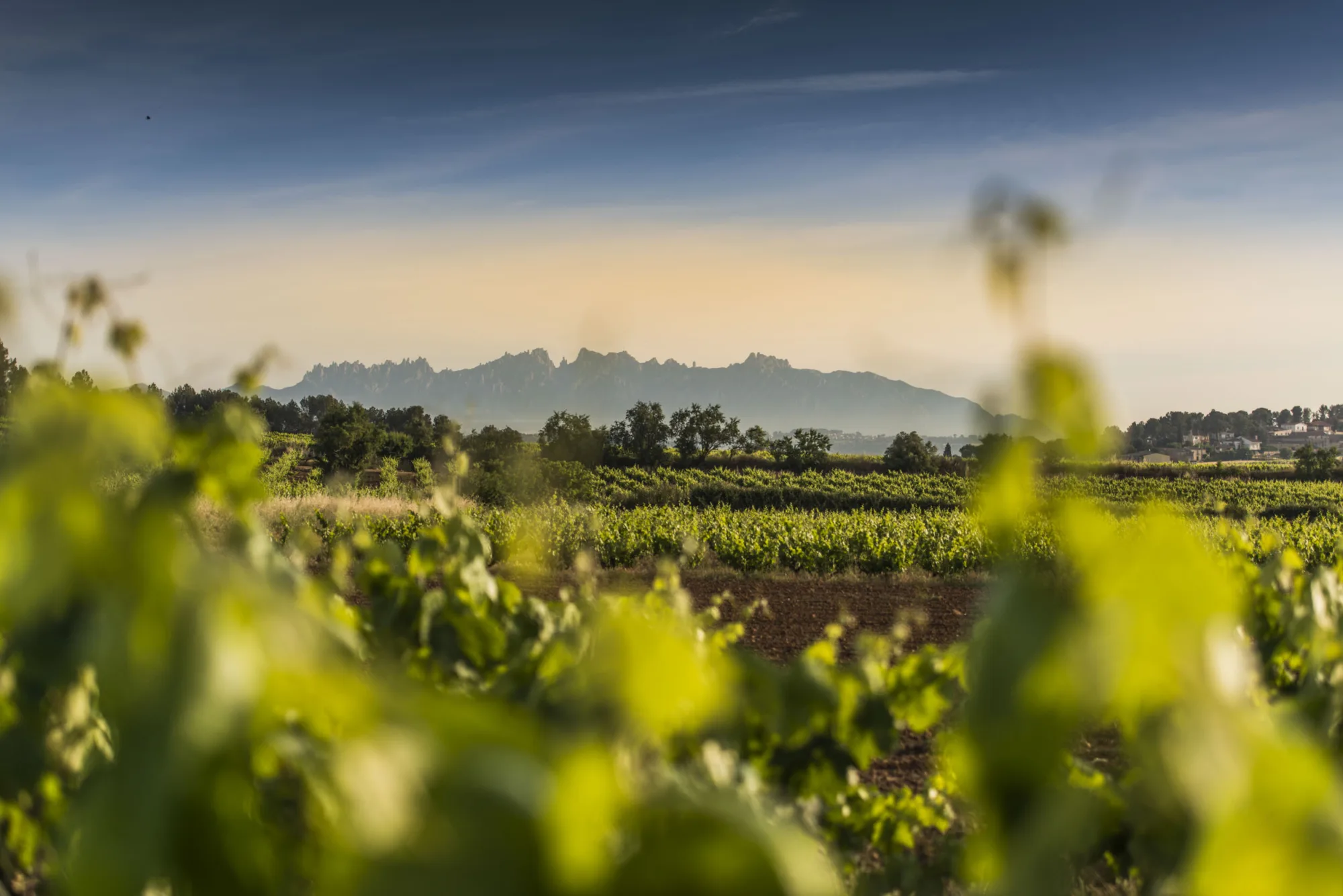 Penedès vineyards with Montserrat behind in the early morning