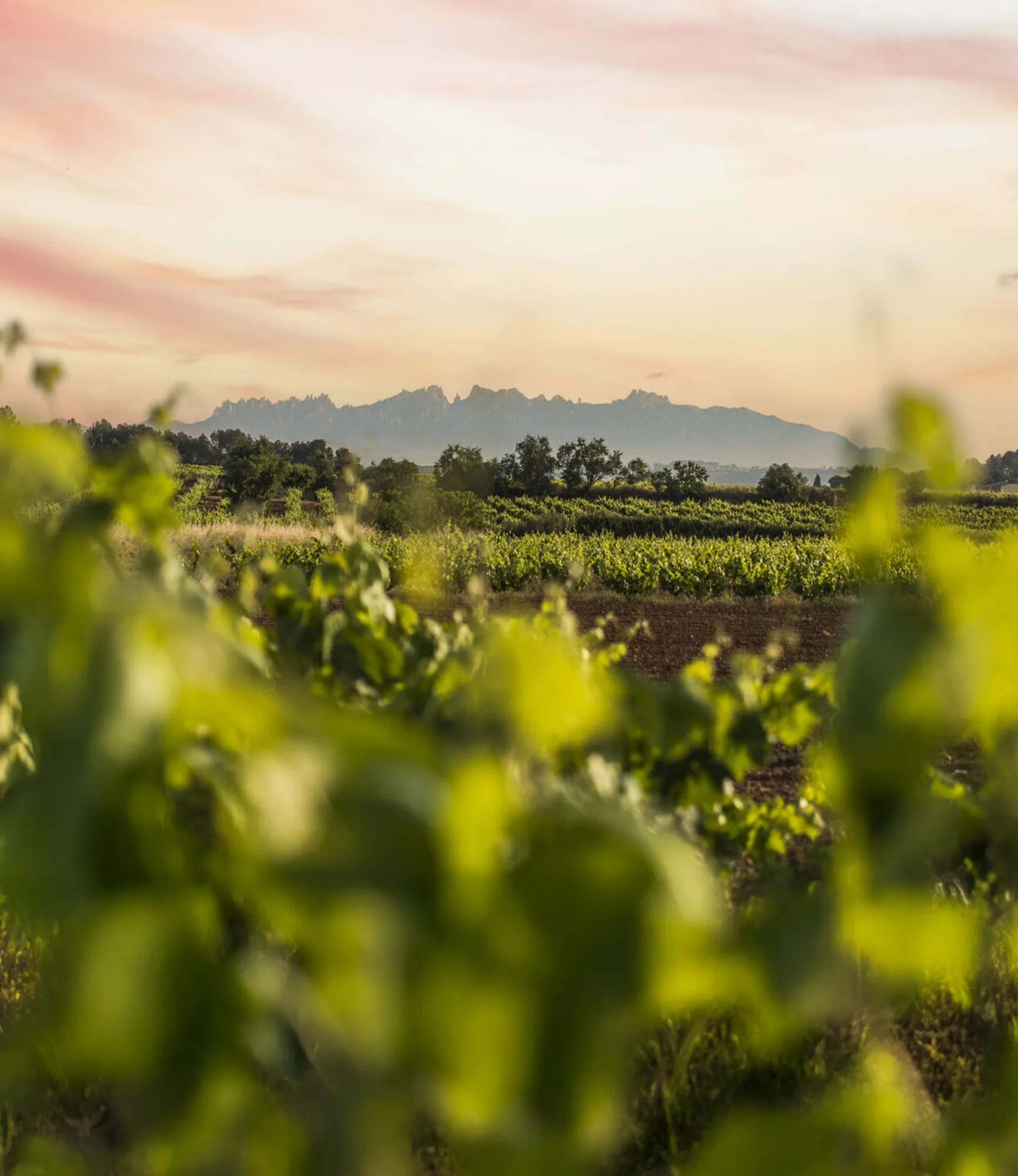 Vinyes del Penedès amb Montserrat al fons al capvespre