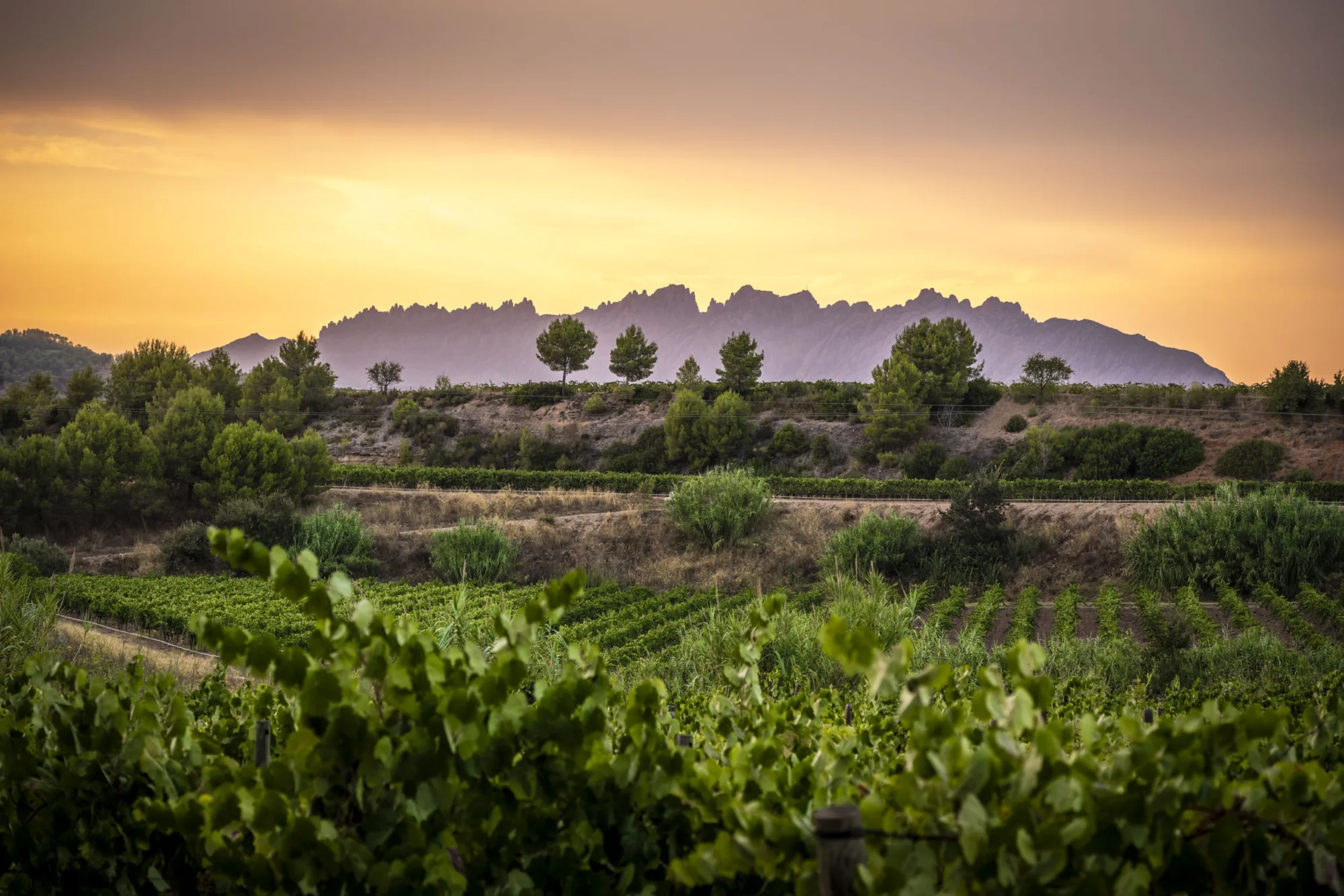 Torelló vineyards with Montserrat at sunset