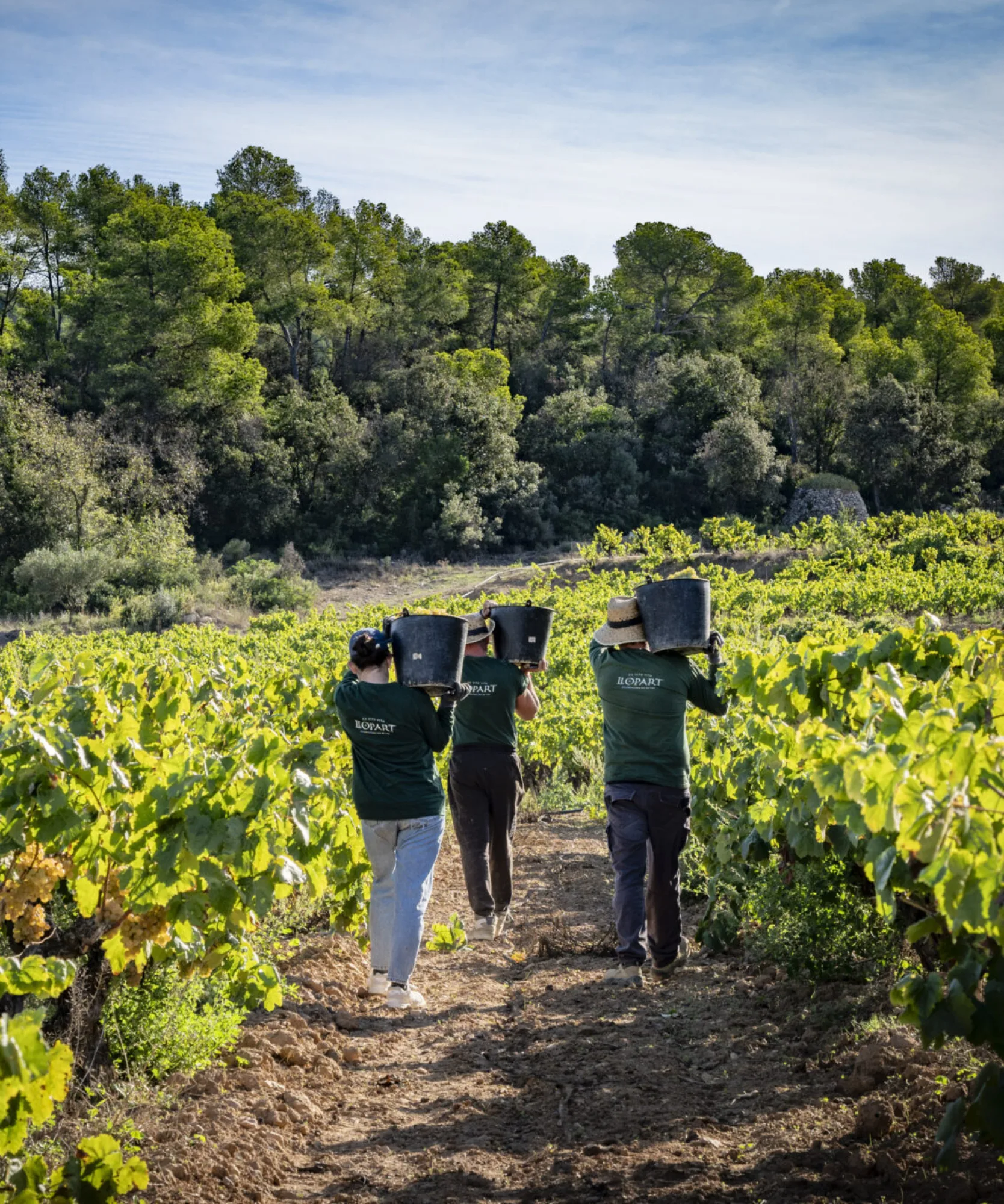 Harvesters carrying crates of grapes through the Llopart vineyards