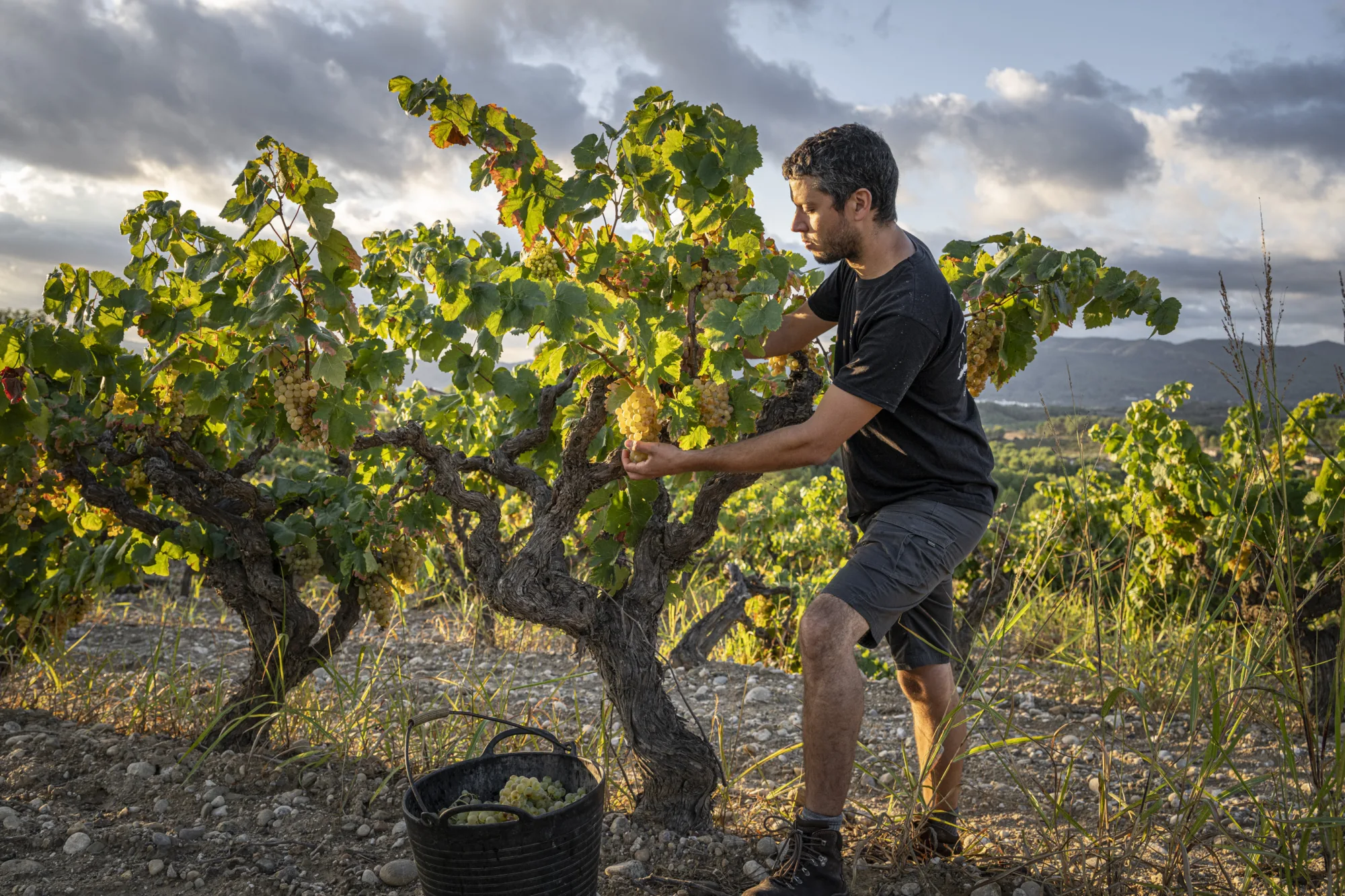 Viticultor del Celler Viader treballant un cep vell al capvespre
