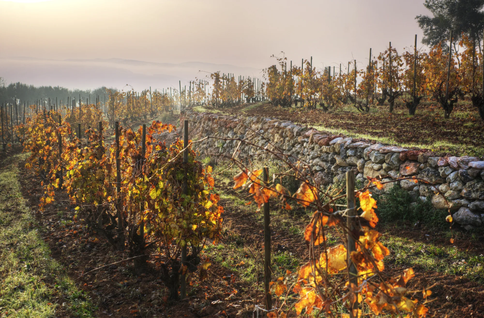 Recaredo vineyards in autumn colours with stone terraces