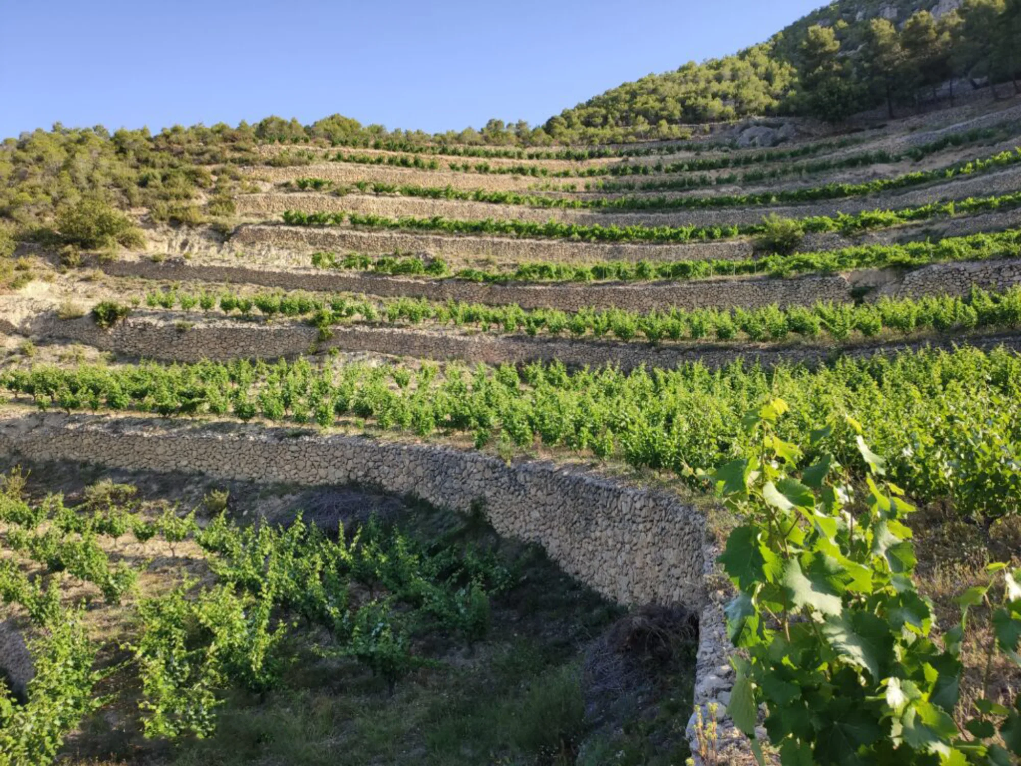 Vinyes en terrasses de pedra seca de Mas Candí al massís del Garraf