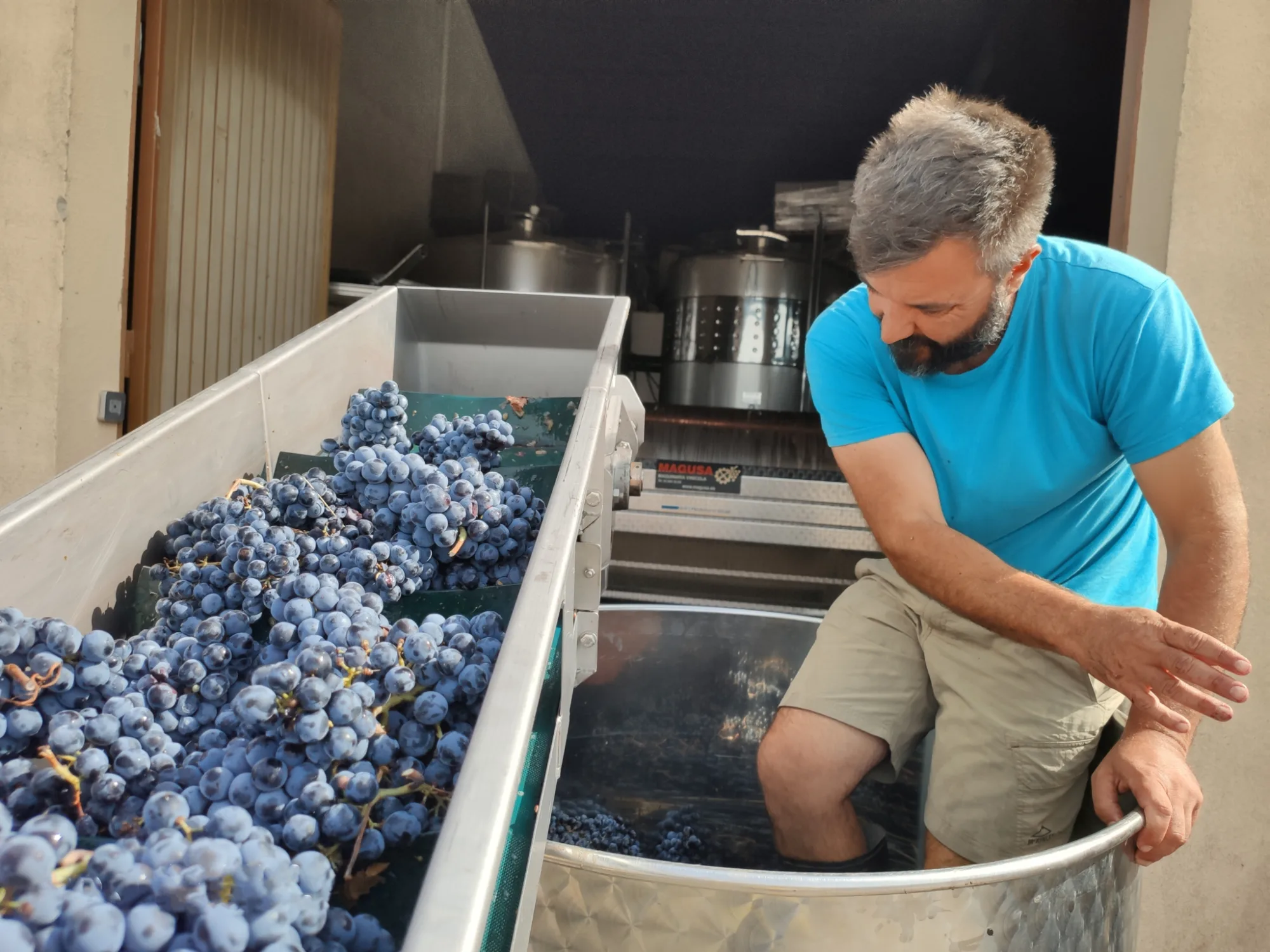 Selecció de raïm negre a la taula del celler Mas Candí