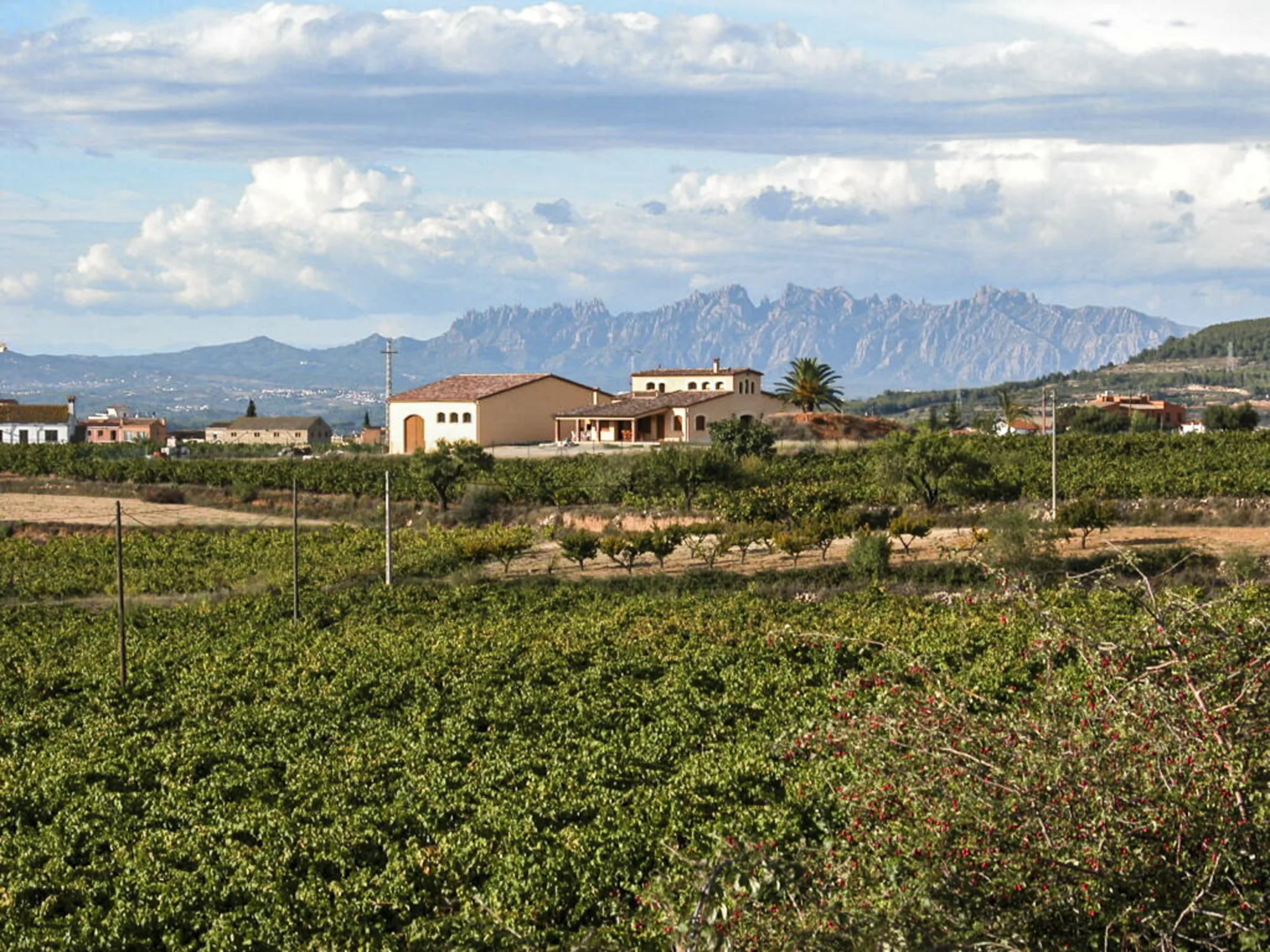 Vinyes de Mas Candí amb Montserrat al fons