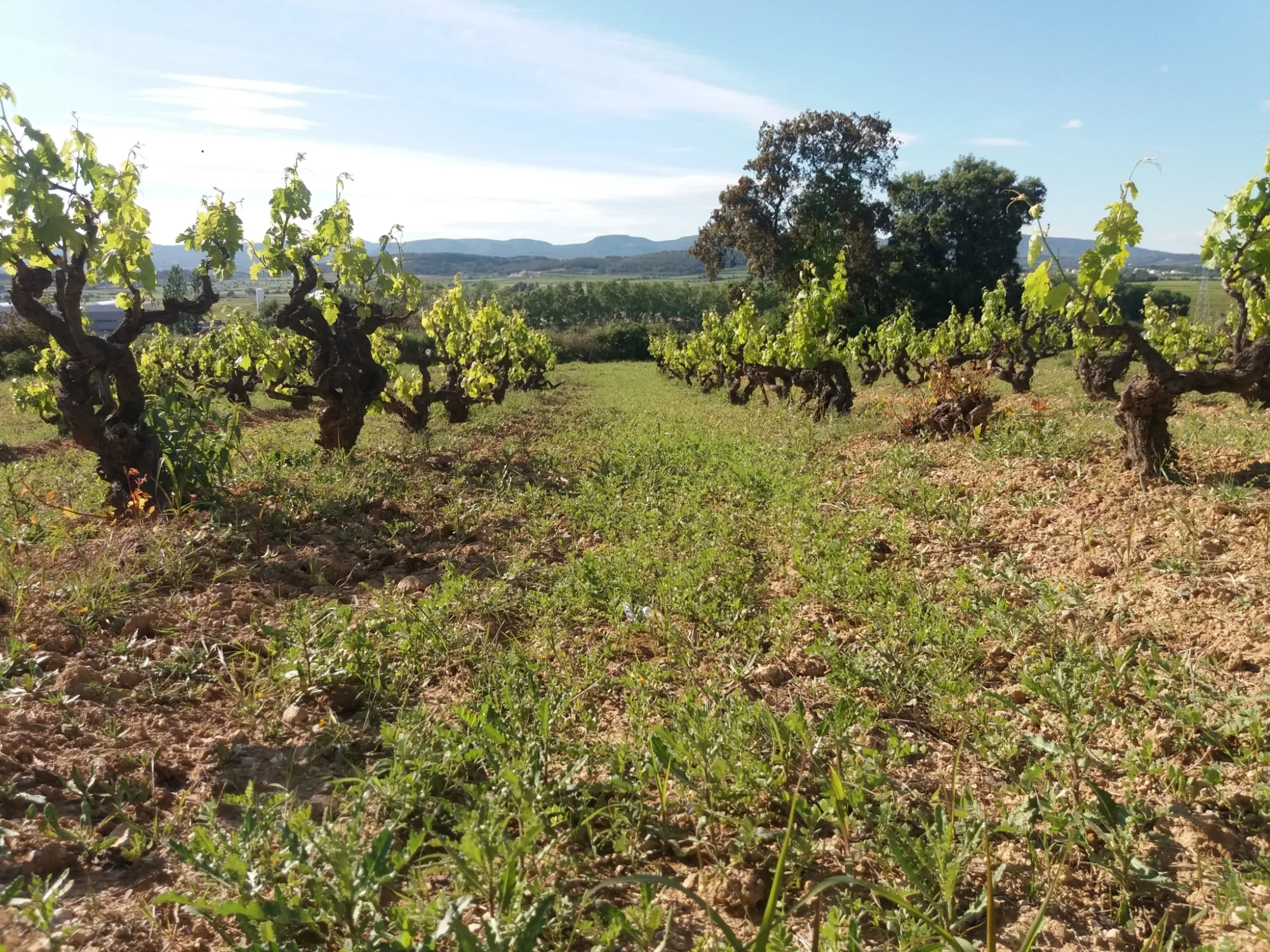 Old bush vines in the Can Descregut vineyards in Vilobí del Penedès