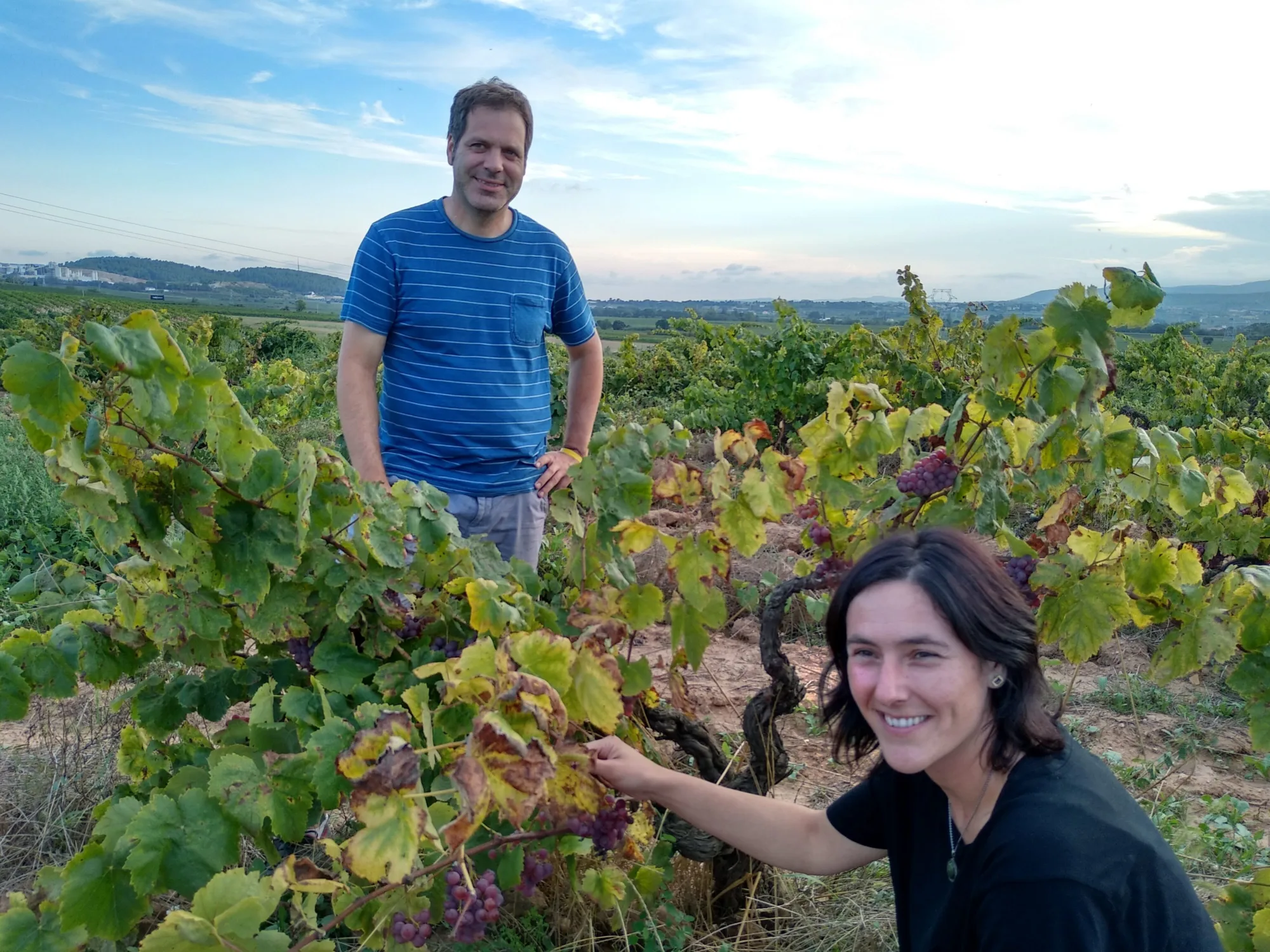 Can Descregut winegrowers checking the grapes in the vineyard