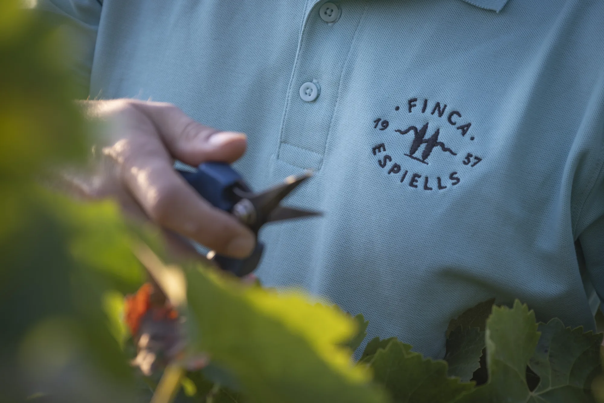 Pruning at Juvé & Camps' Finca Espiells