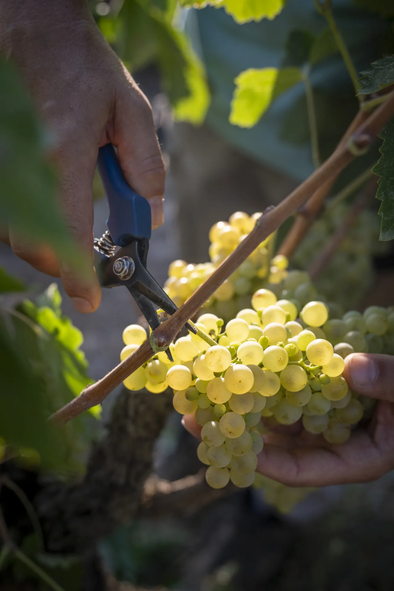 Hand harvesting a bunch of white grapes at Juvé & Camps