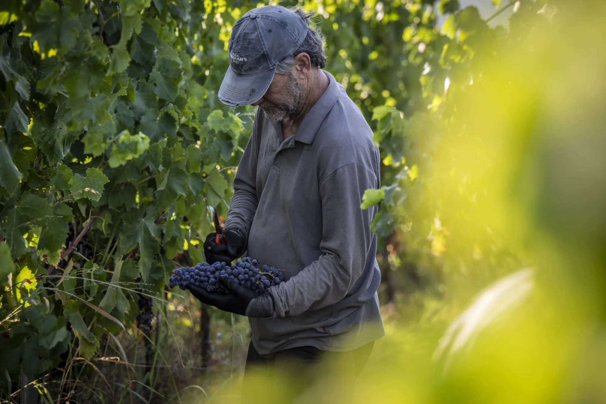 A Pardas winegrower hand-picking red grapes