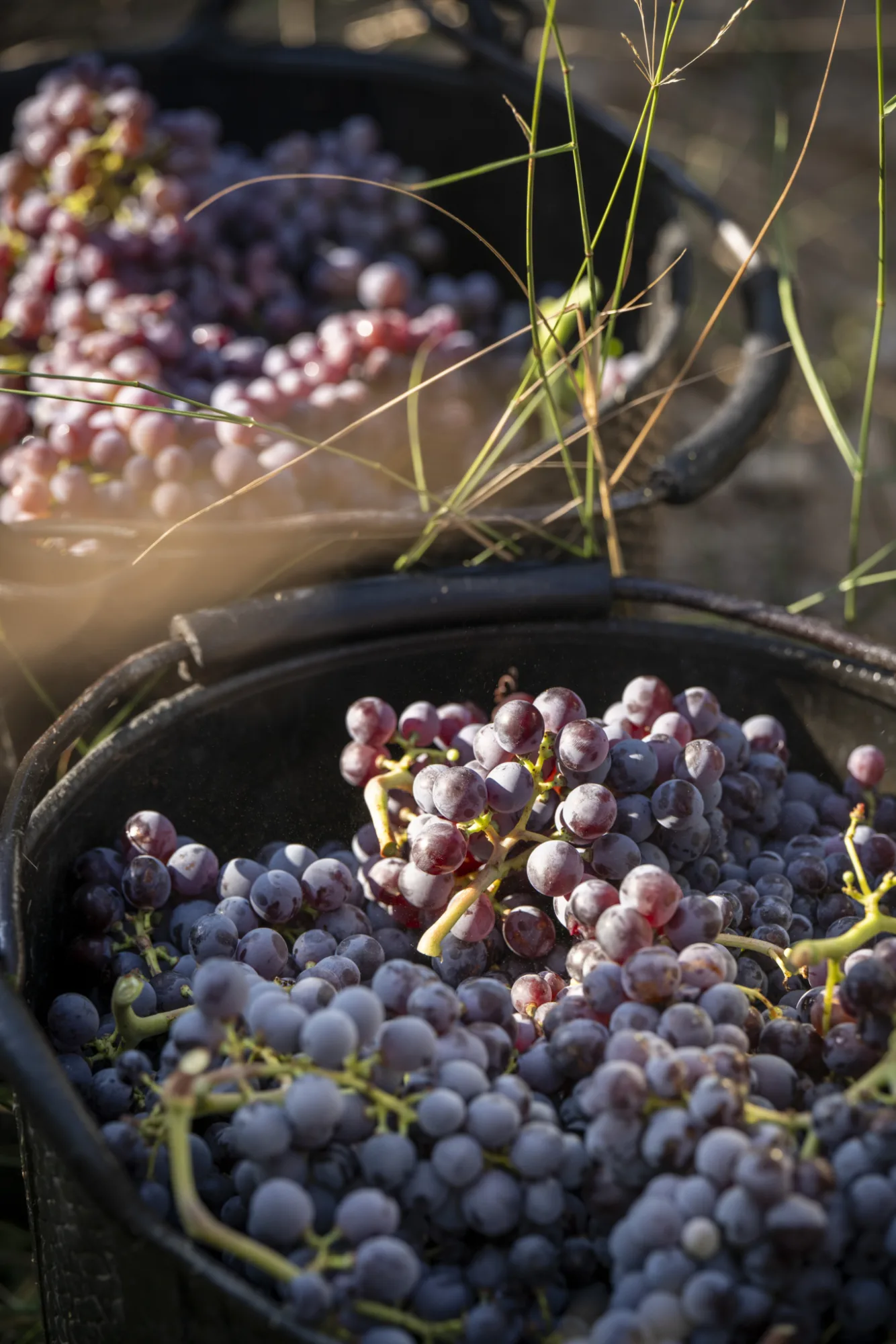 Buckets of freshly picked red grapes at Pardas