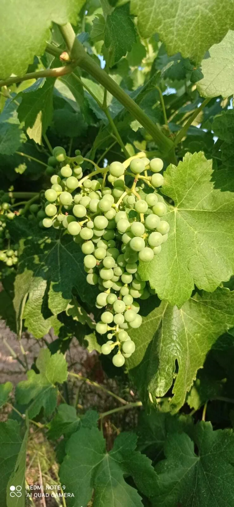 Raïm verd entre les fulles de la vinya a Mas de la Basserola
