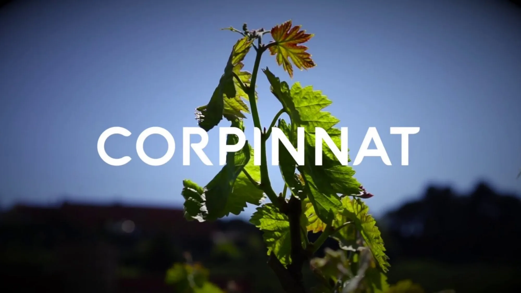 Vine shoot with the Corpinnat logo