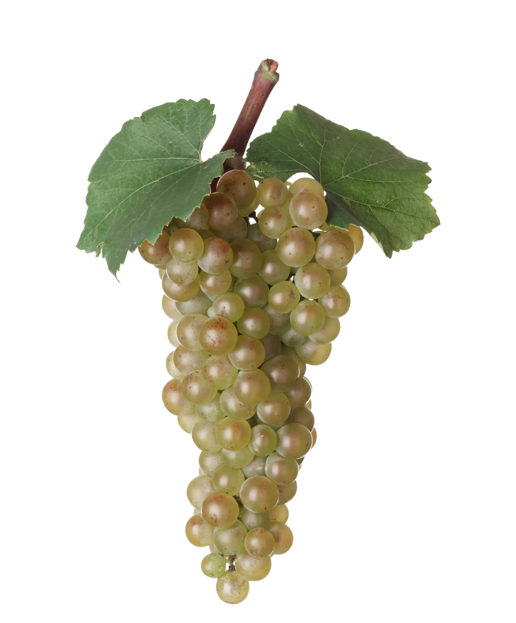 Racimo de chardonnay