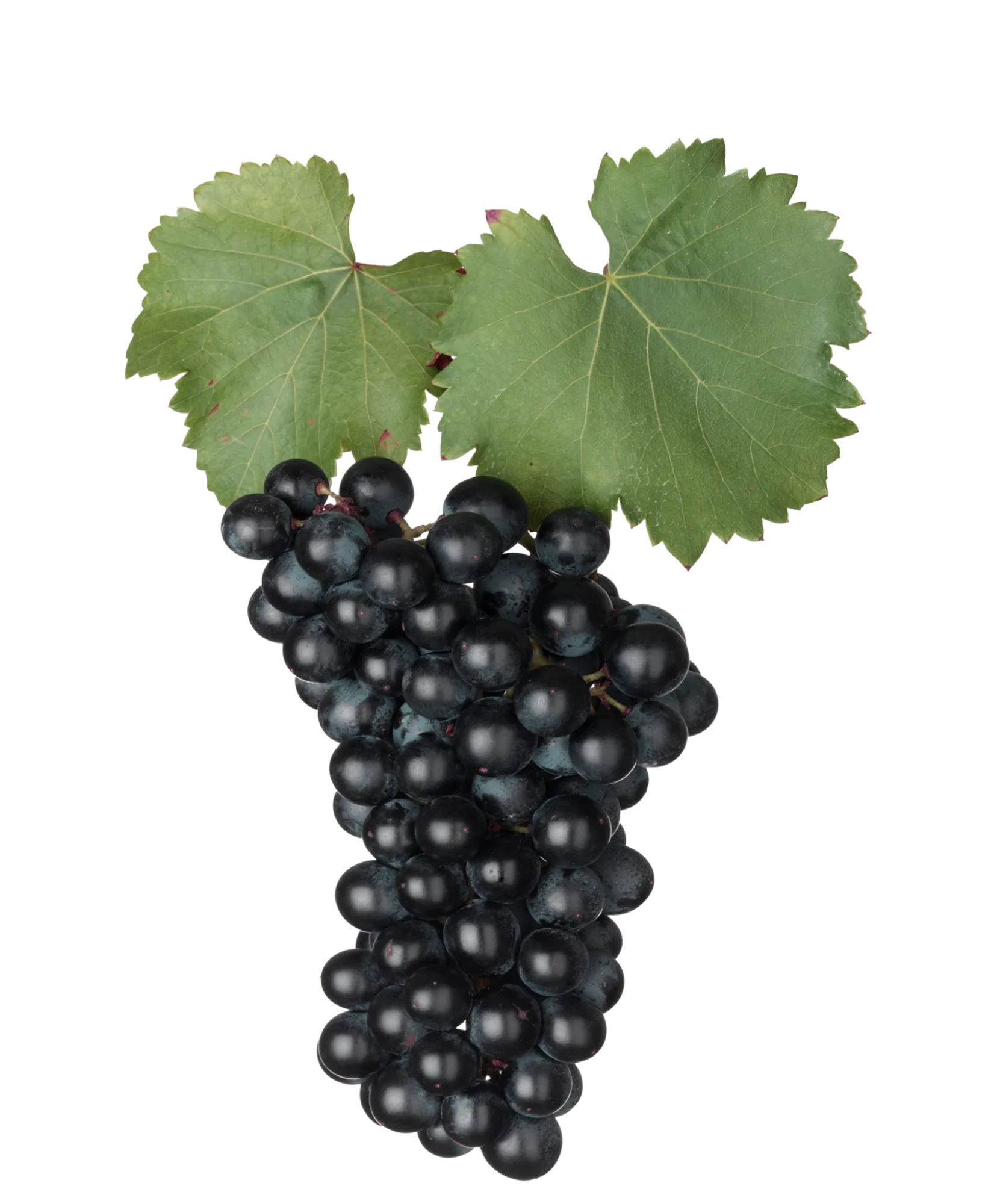 Racimo de garnacha tinta