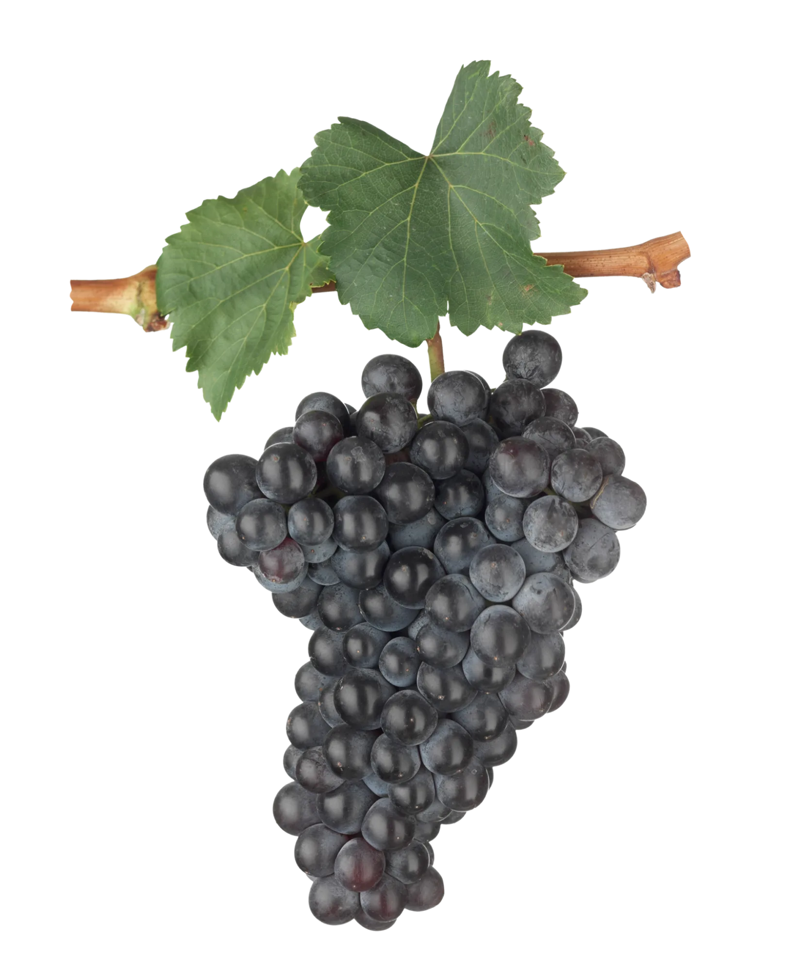 Racimo de monastrell