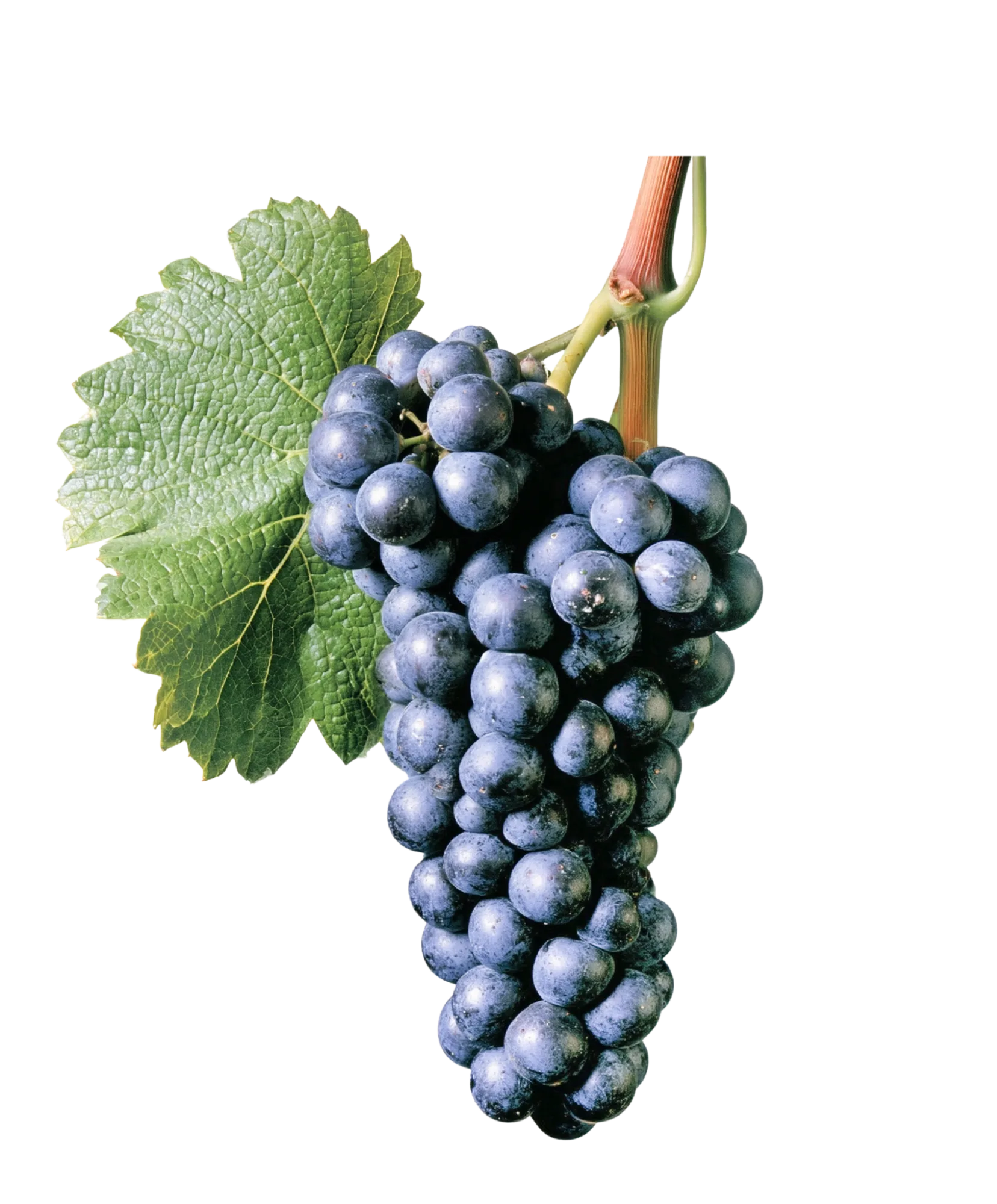 Racimo de pinot noir
