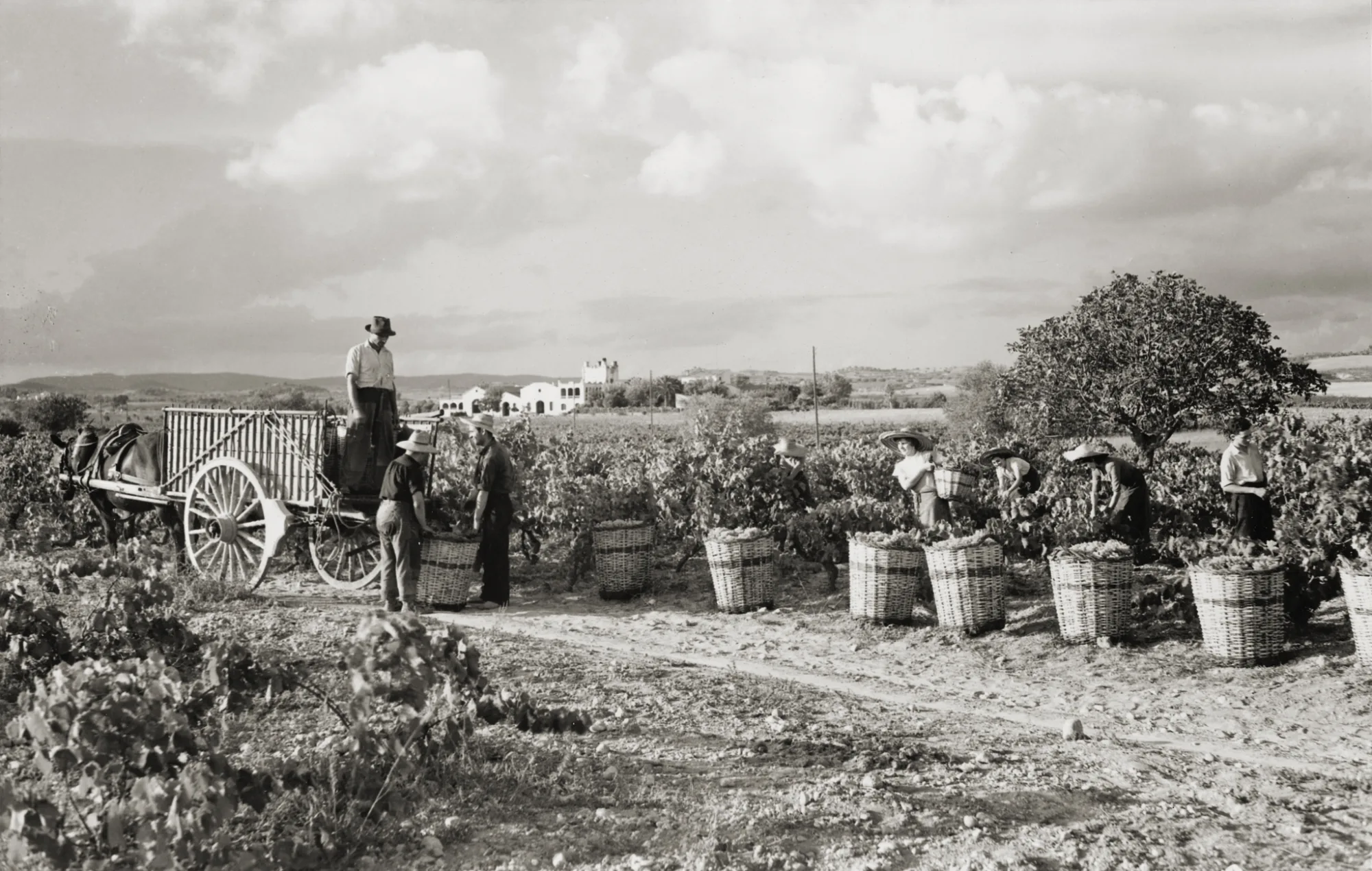 Old photograph of the harvest with a cart and baskets in Penedès