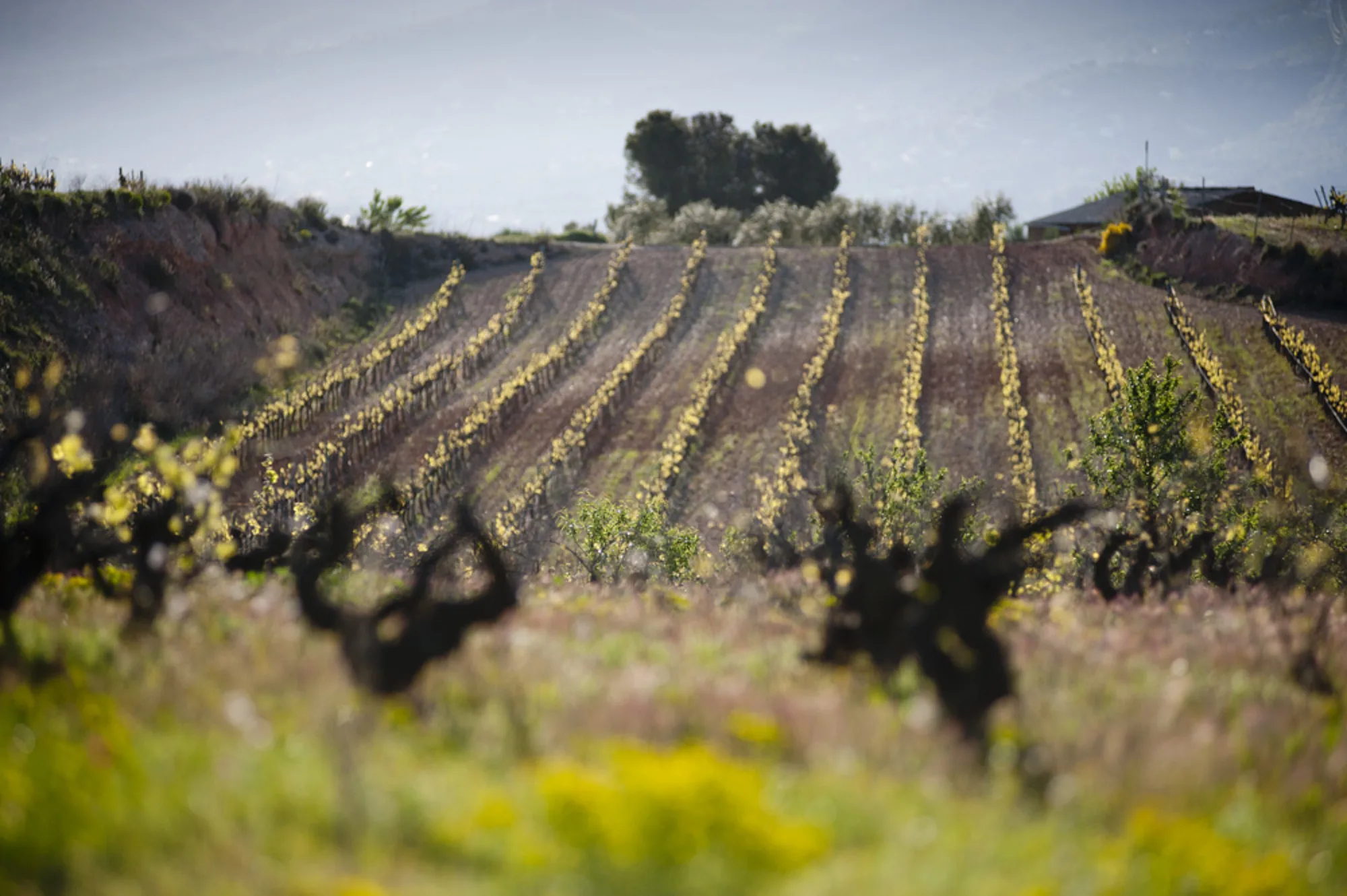 Bush vines in Penedès