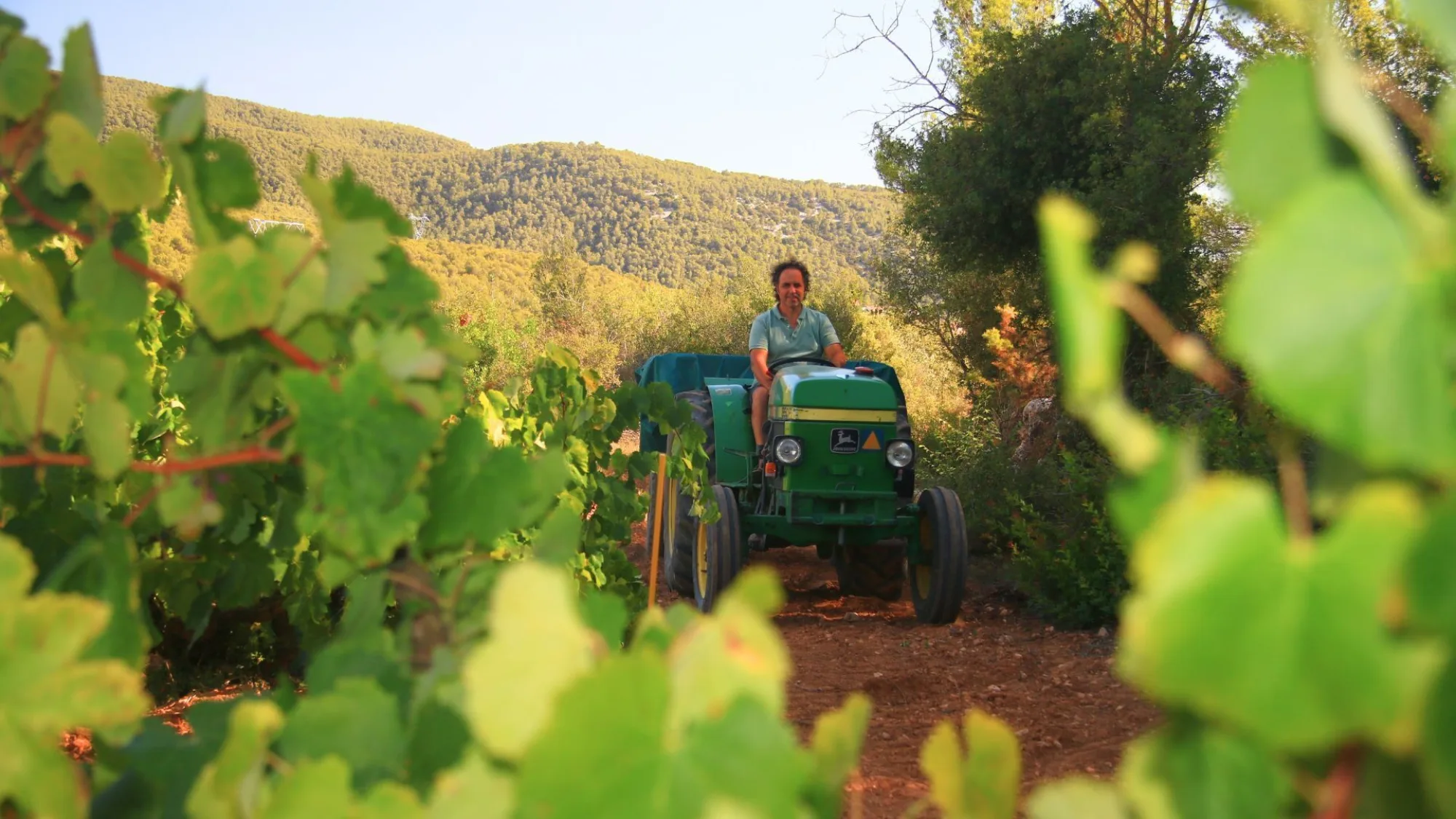 Tractor among the vines during the 2024 Corpinnat harvest