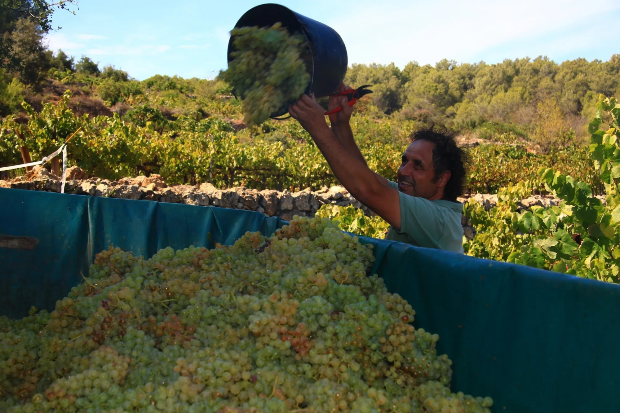 Harvester tipping white grapes into the trailer