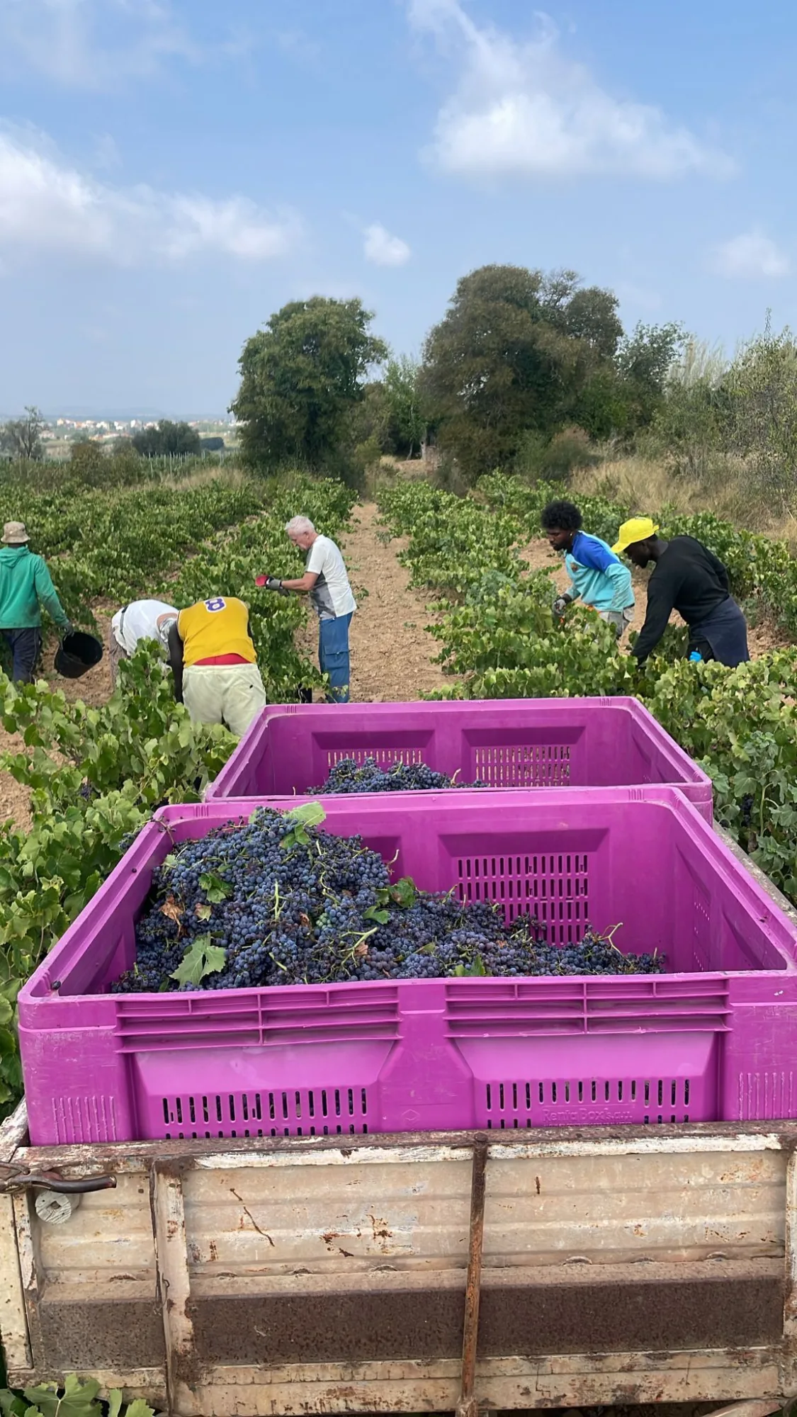 Cajas de uva tinta en el remolque durante la vendimia