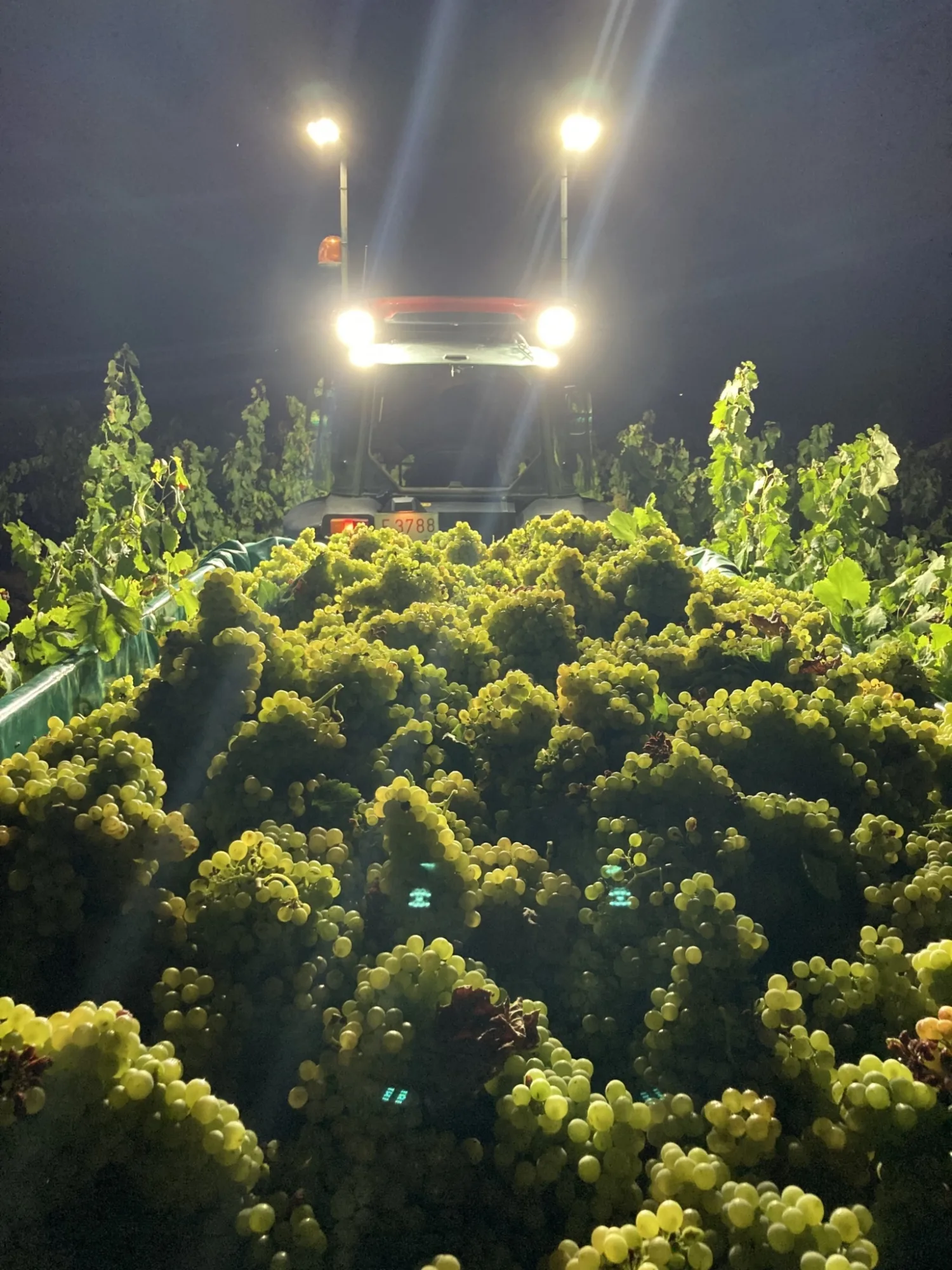Remolque lleno de uva blanca en una vendimia nocturna
