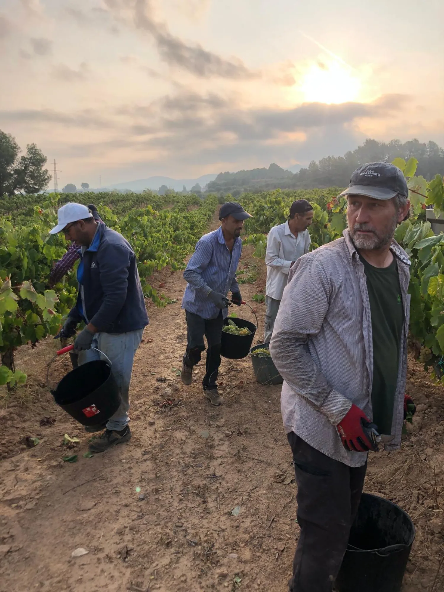 Vendimiadores cargando cubos de uva a la puesta de sol