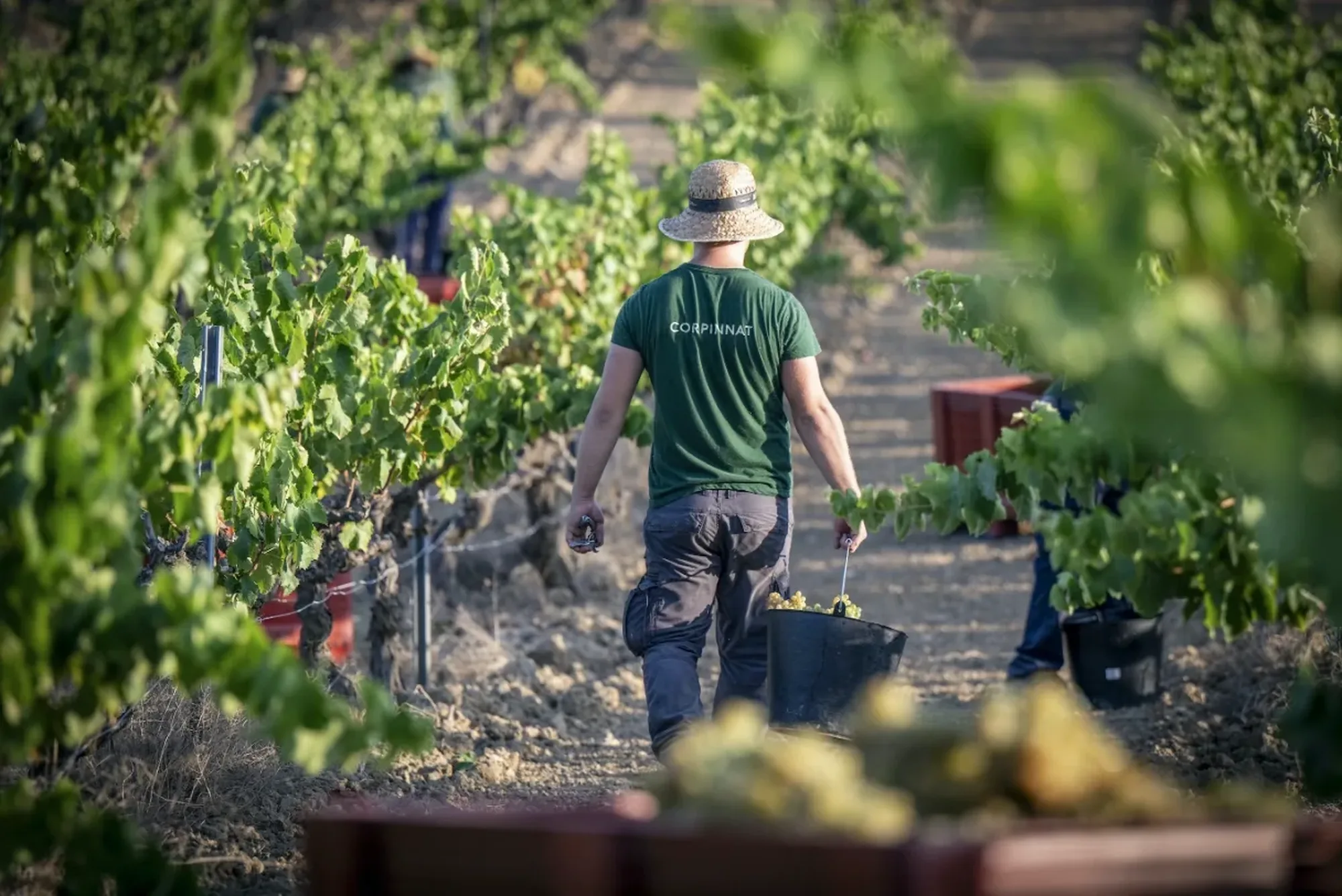 Veremador traginant caixes de raïm entre les vinyes