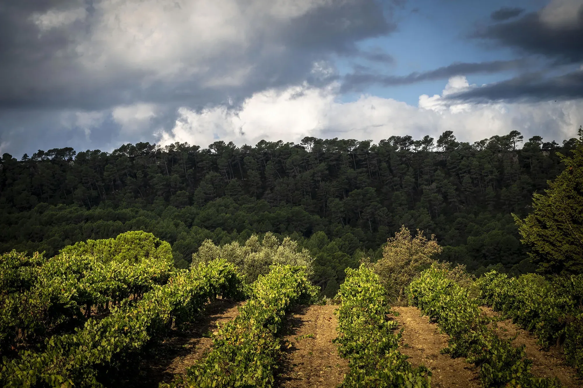 Vinyes del Penedès al costat del bosc sota un cel ennuvolat
