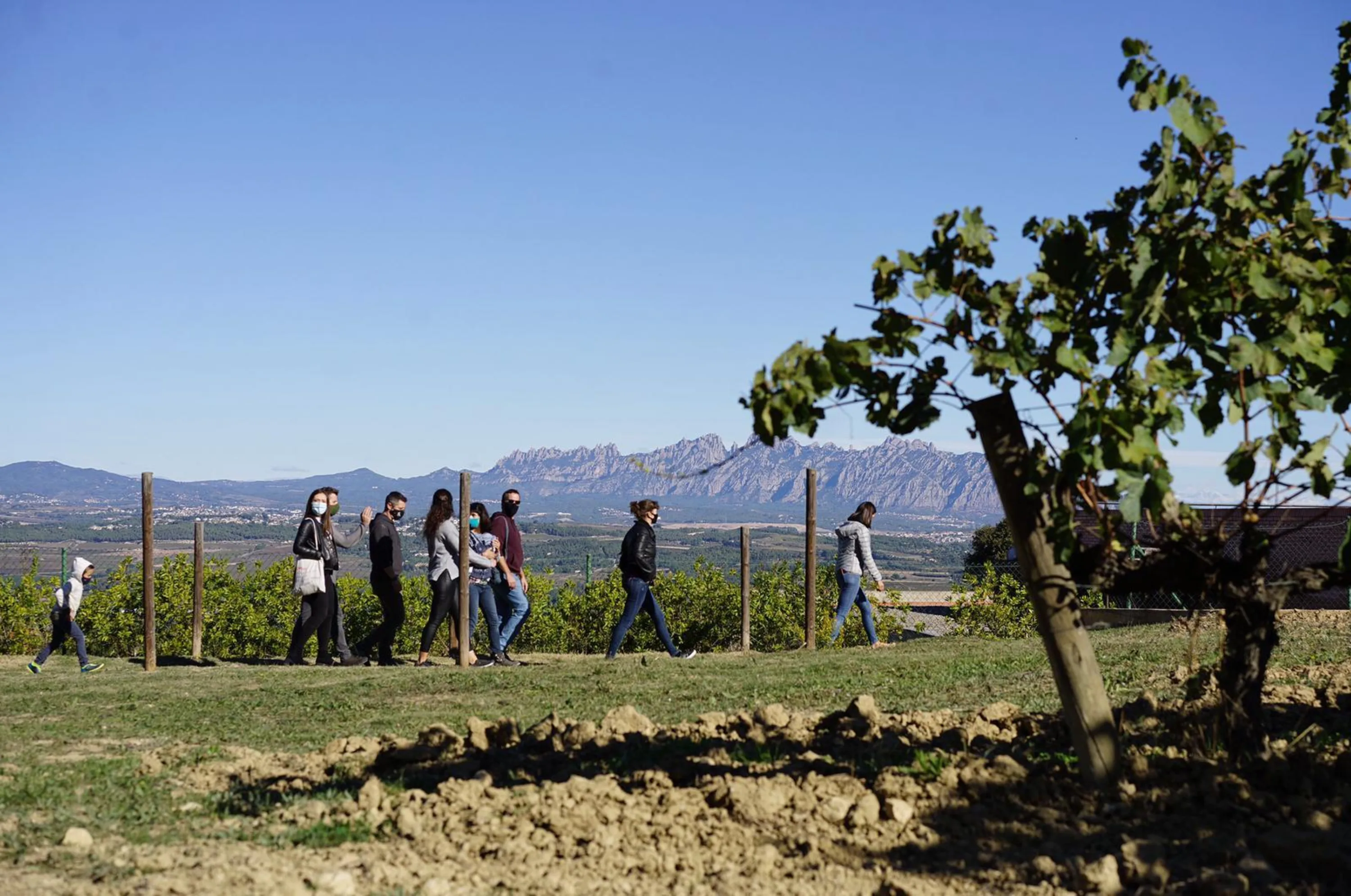 Visitantes paseando entre viñedos con Montserrat al fondo