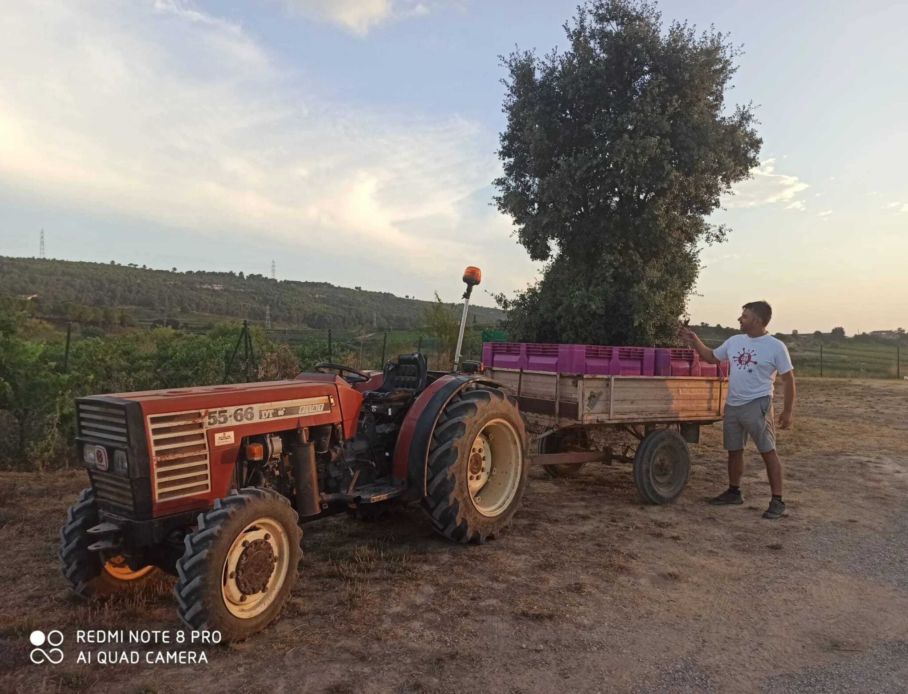 Tractor and grape trailer in the vineyard at sunset