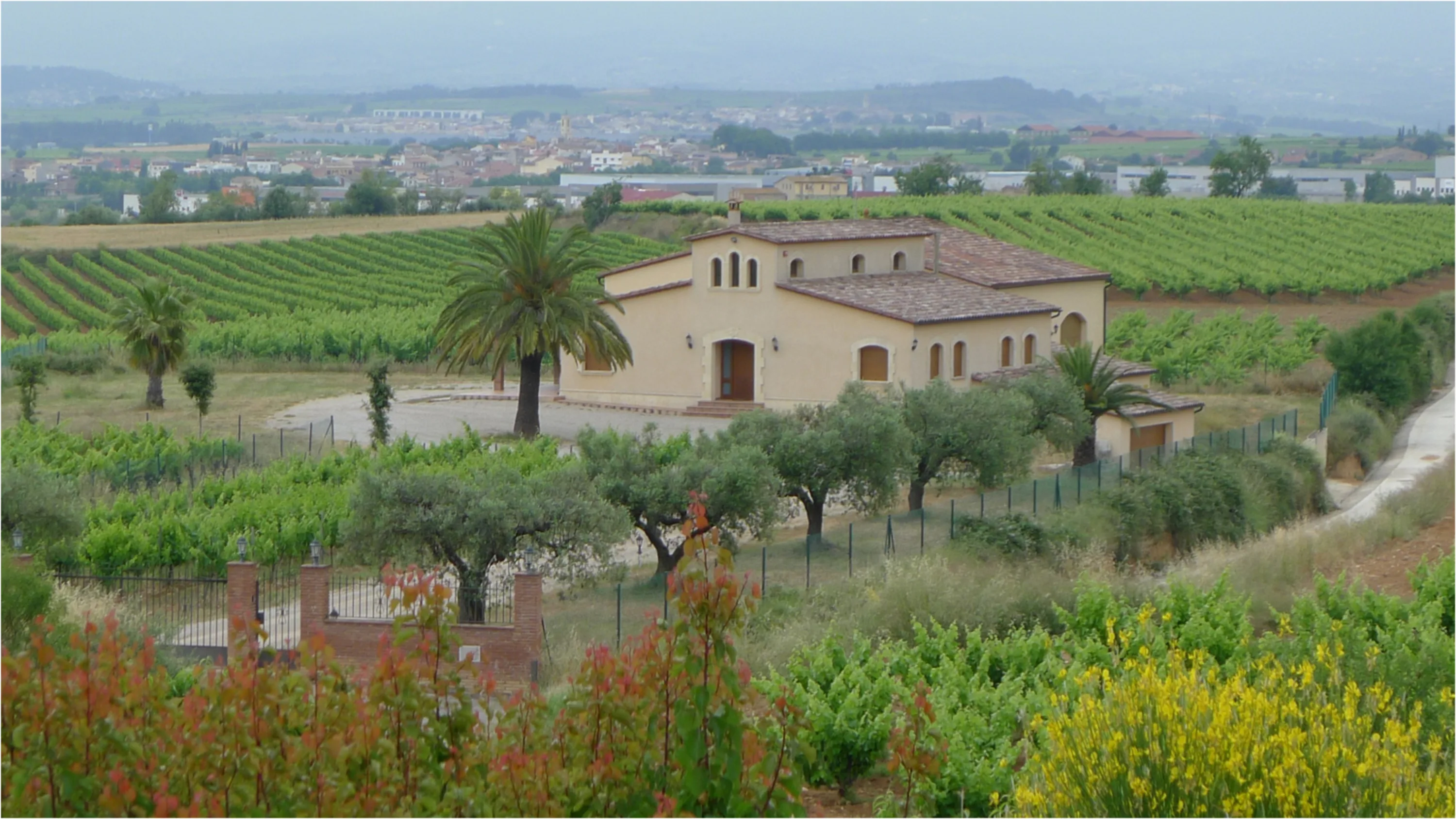 Masia de Mas Candí entre vinyes i oliveres