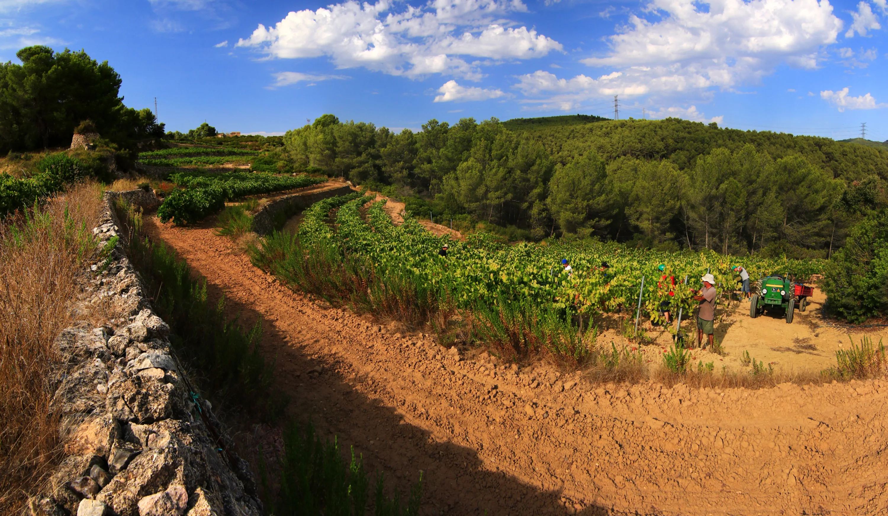 Vinyes de Júlia Bernet amb marges de pedra al massís d'Ordal