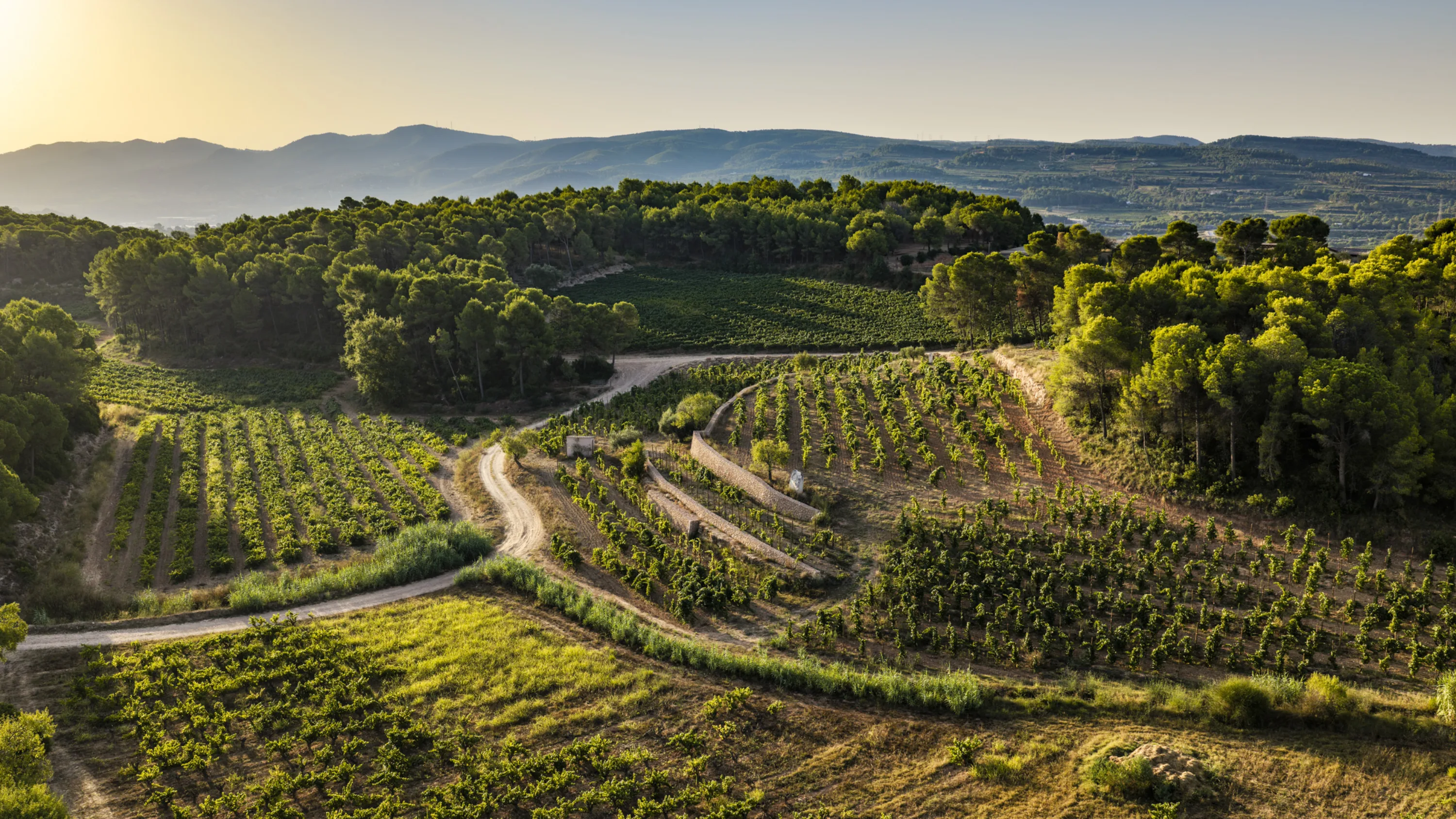 Paisaje de viñedos y bosques del Penedès a la luz del atardecer