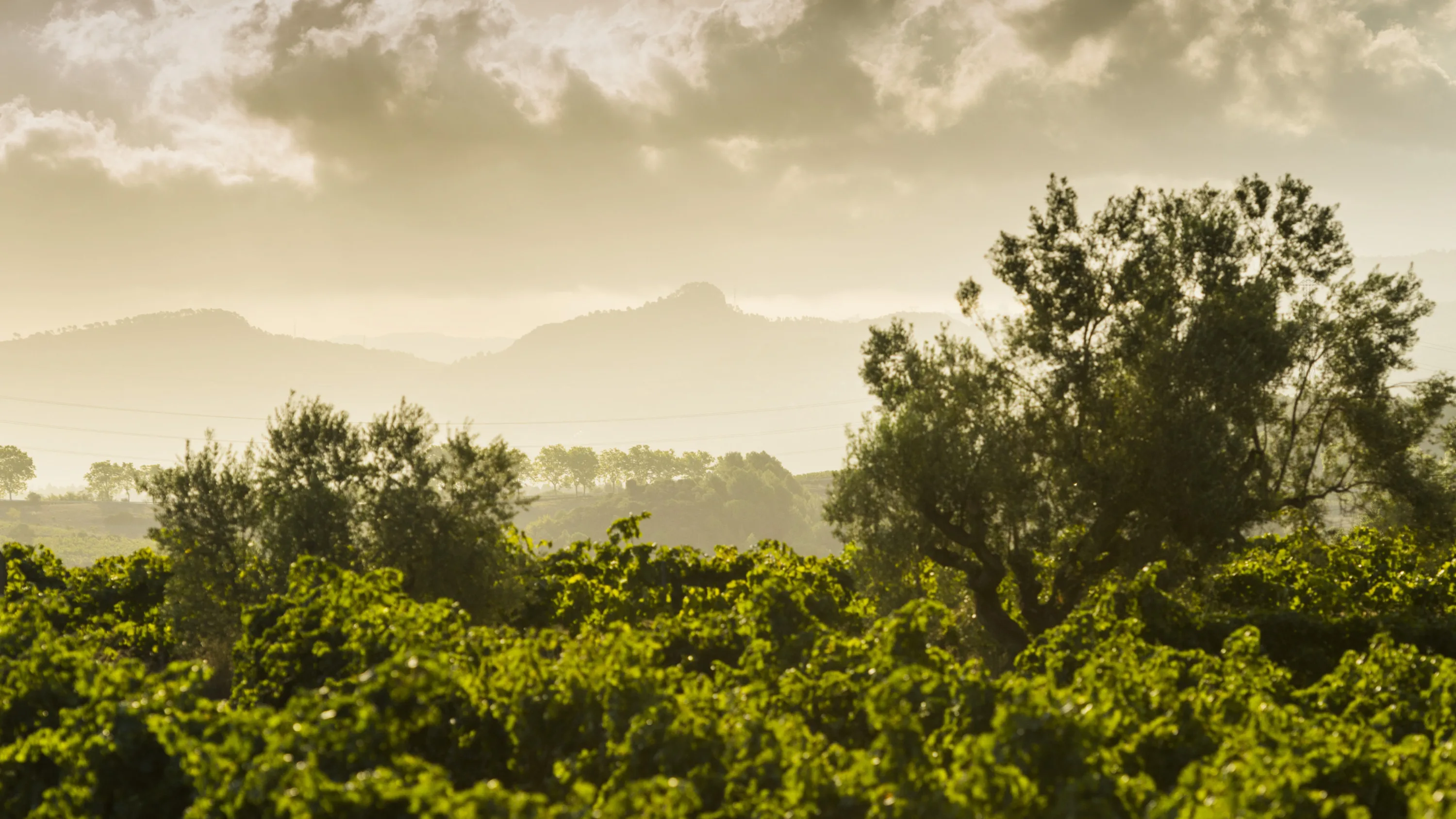 Viñedos del Penedès entre olivos bajo la niebla