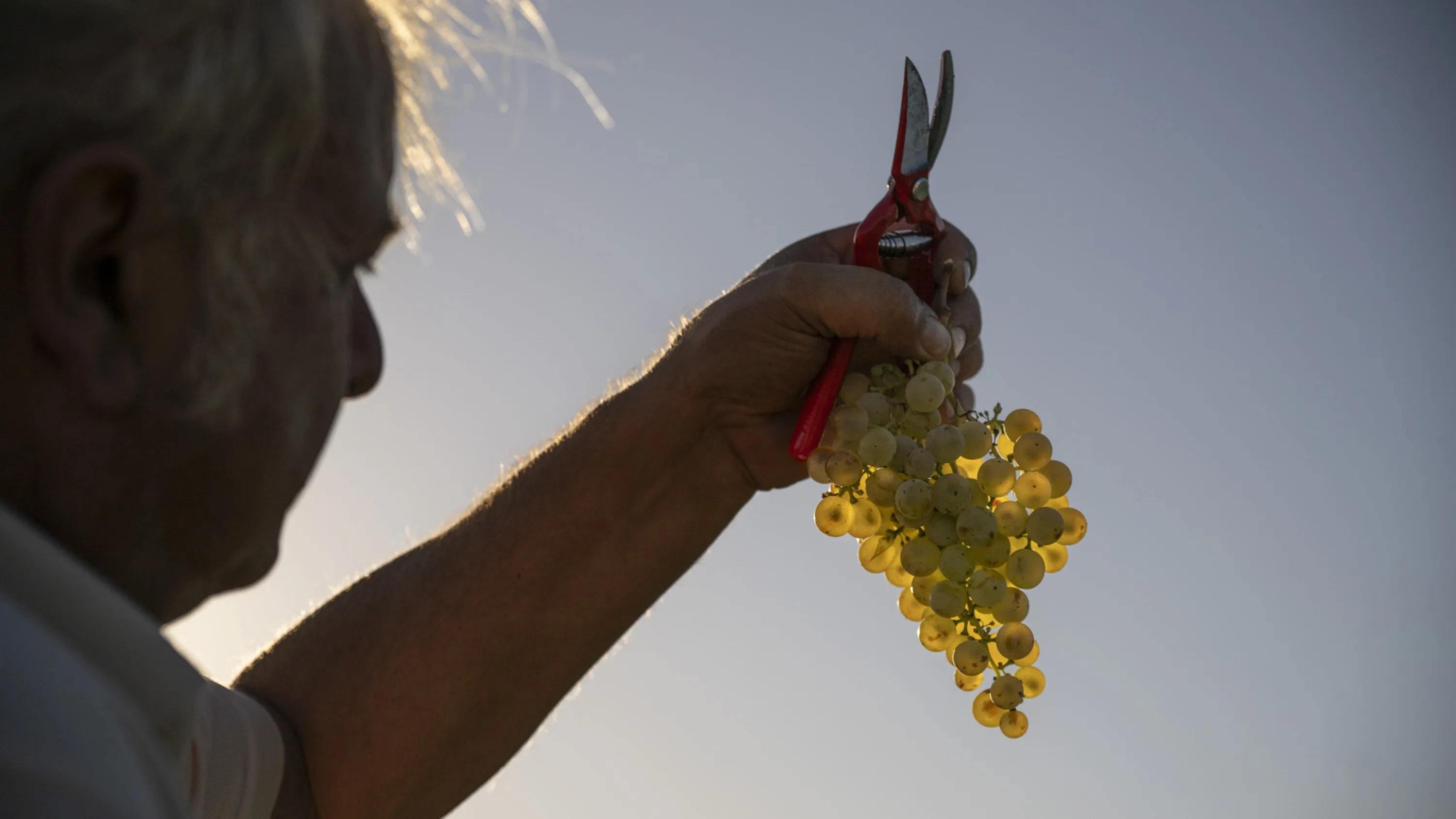 Viticultor alzando un racimo de uva blanca recién cortado