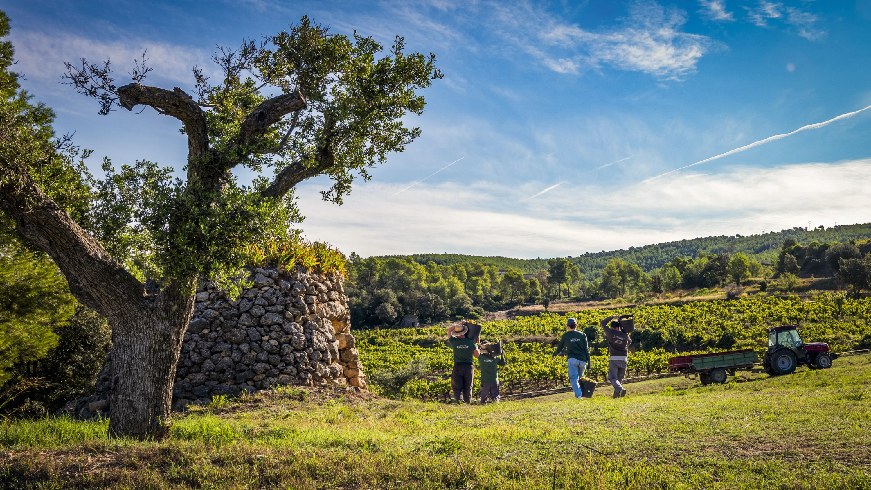 Barraca de piedra seca y encina entre viñedos del Penedès