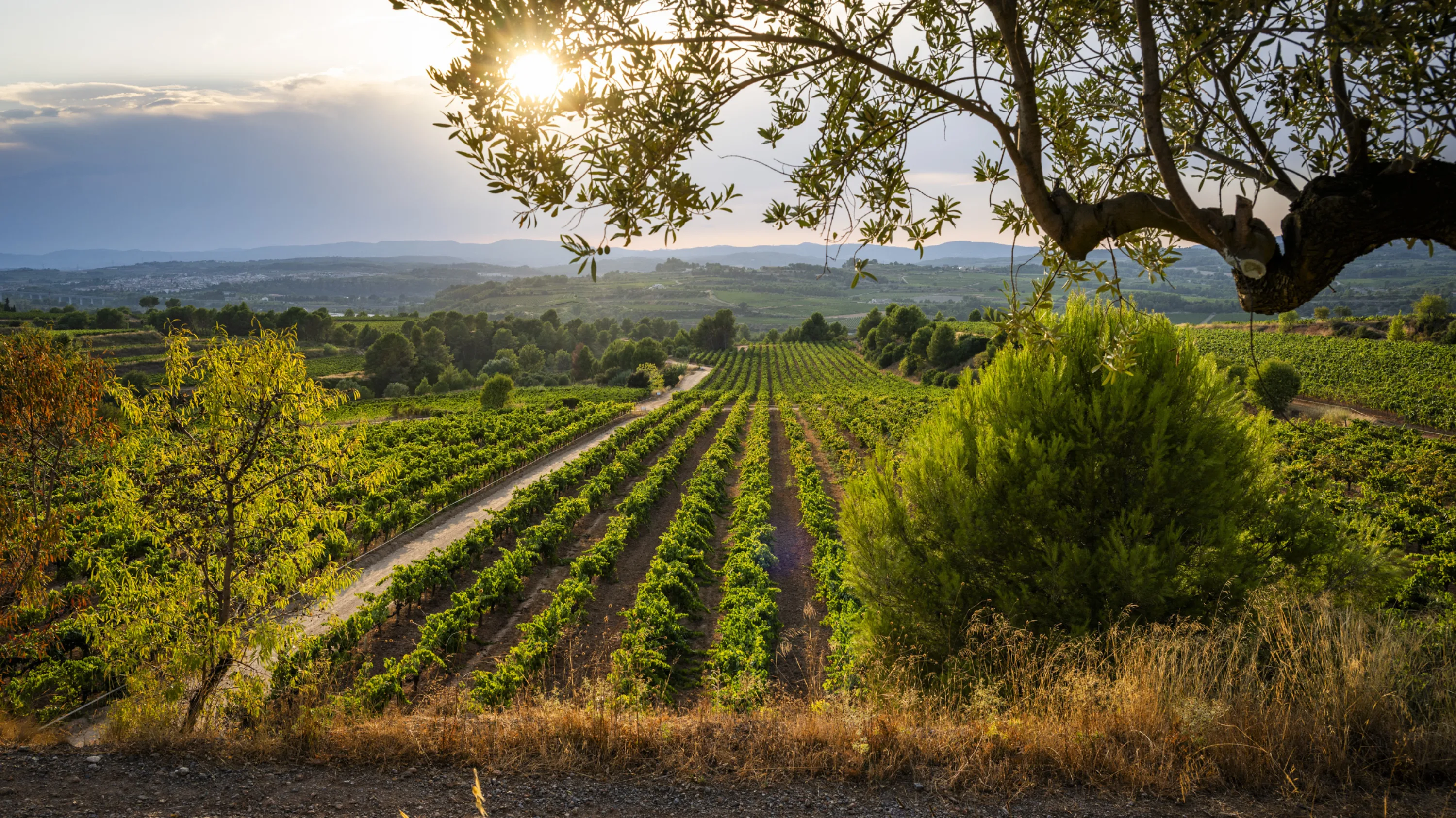 Viñedos del Penedès bajo un árbol a contraluz
