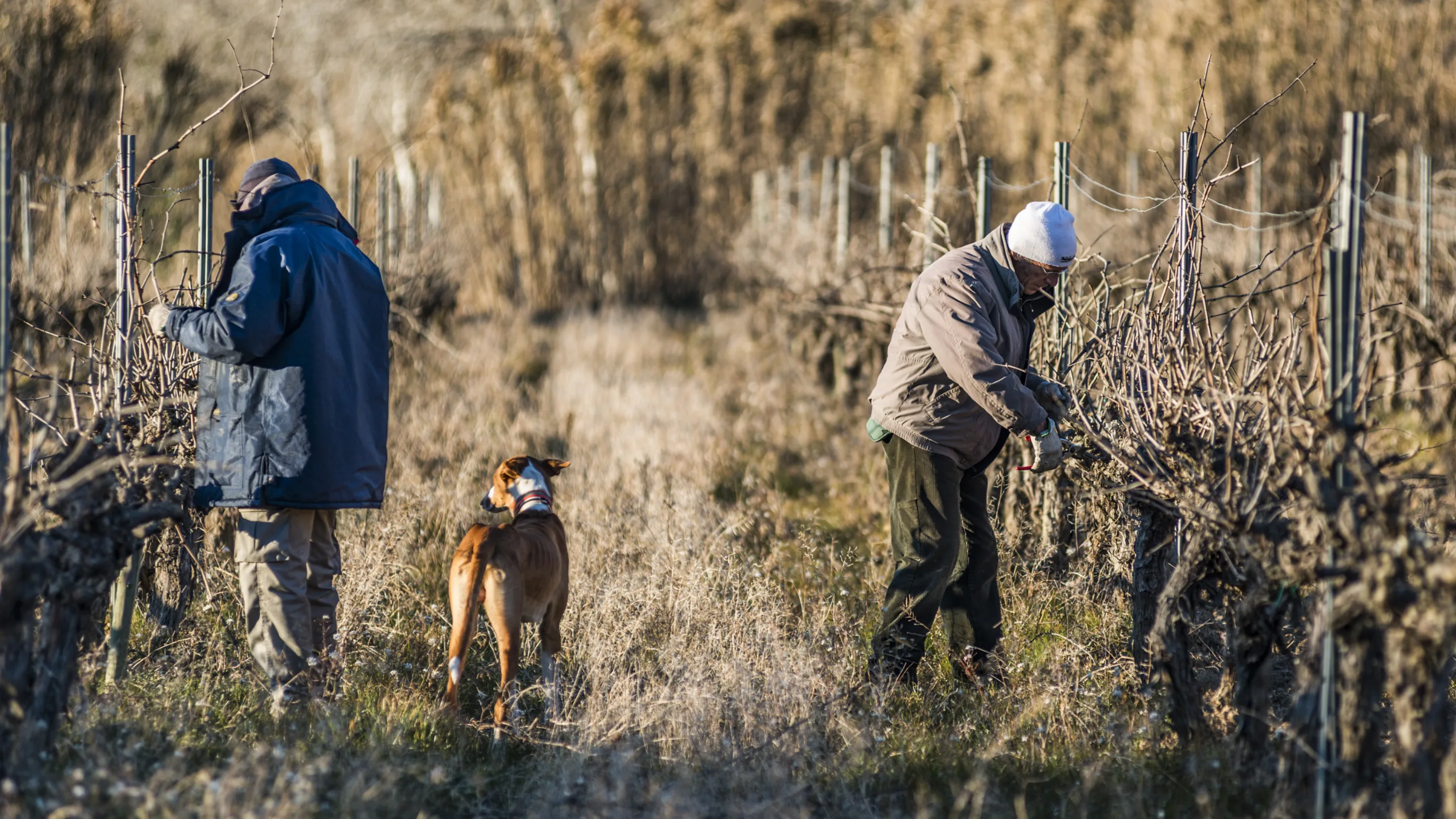 Viticultores podando cepas viejas en invierno