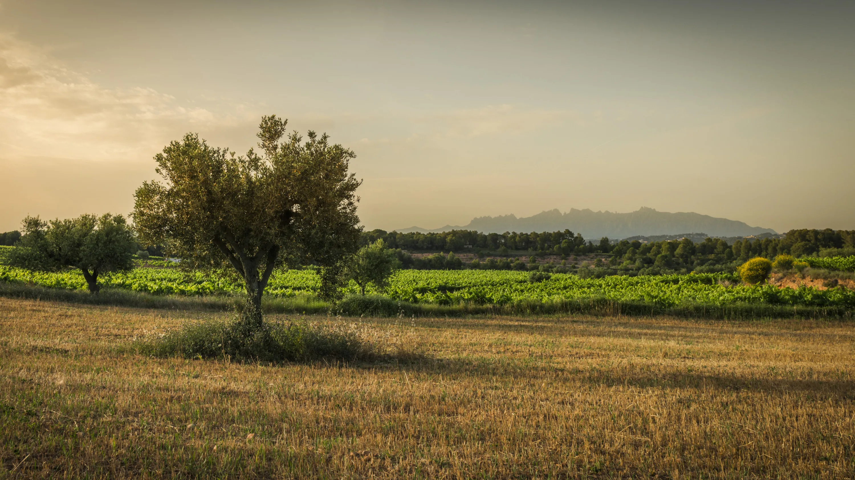 Olivo solitario entre campos del Penedès al atardecer